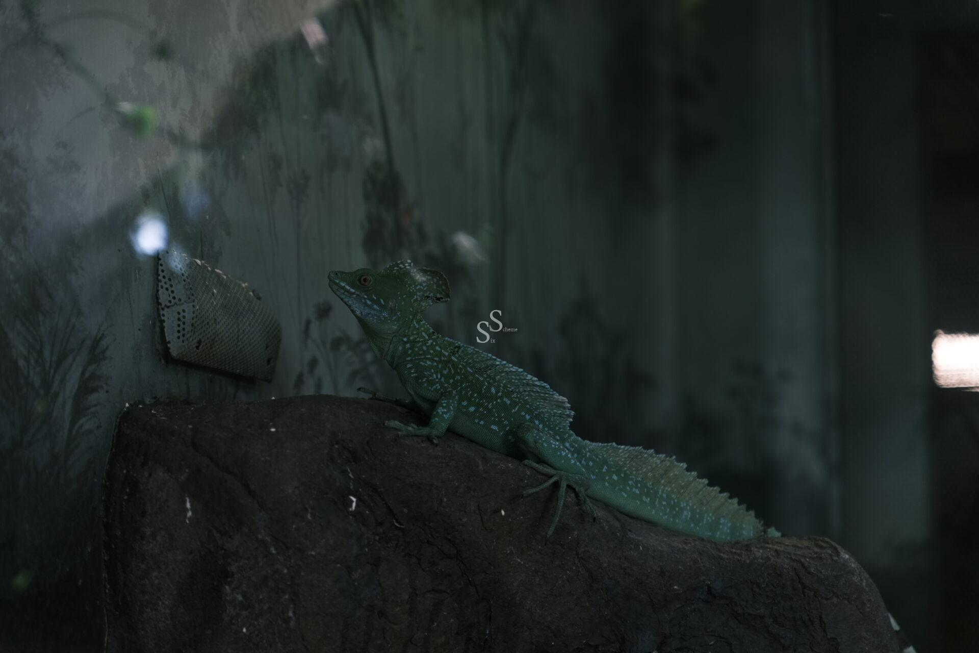A green lizard with textured skin sits on a dark rock inside a terrarium, with plants and a vent visible in the shadowy background.
