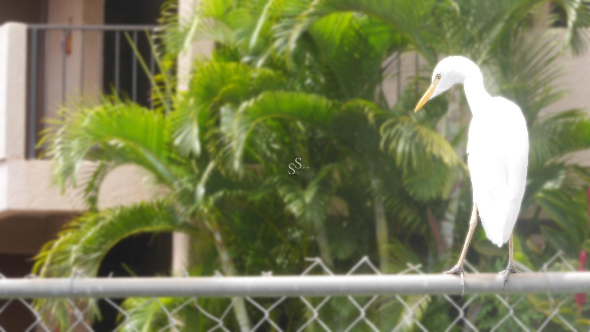 A white egret stands on a metal chain-link fence with lush green palm leaves and a building balcony in the blurred background.