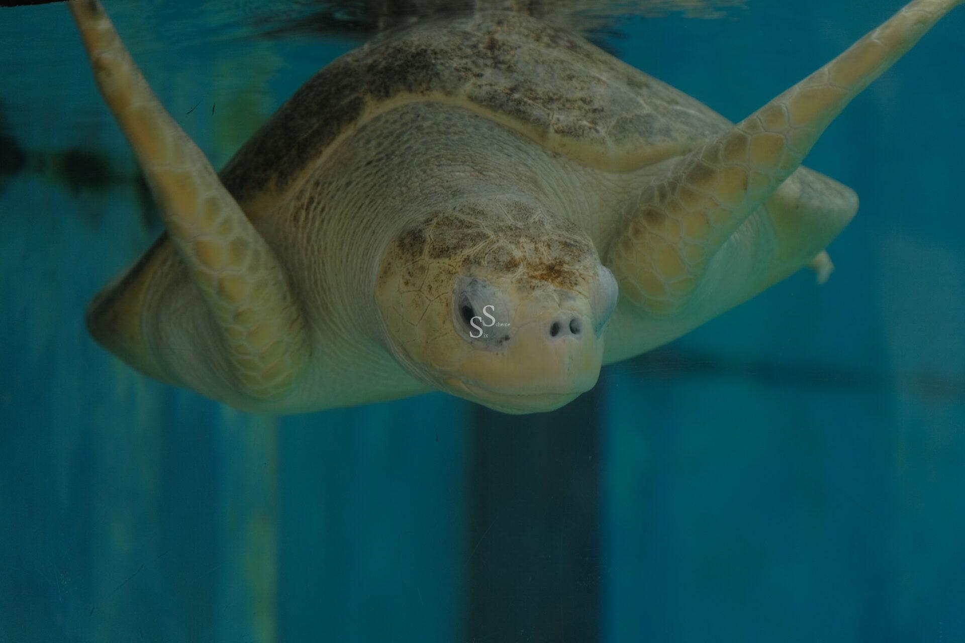 A sea turtle swims underwater, facing the camera with its flippers extended outward against a blue background.