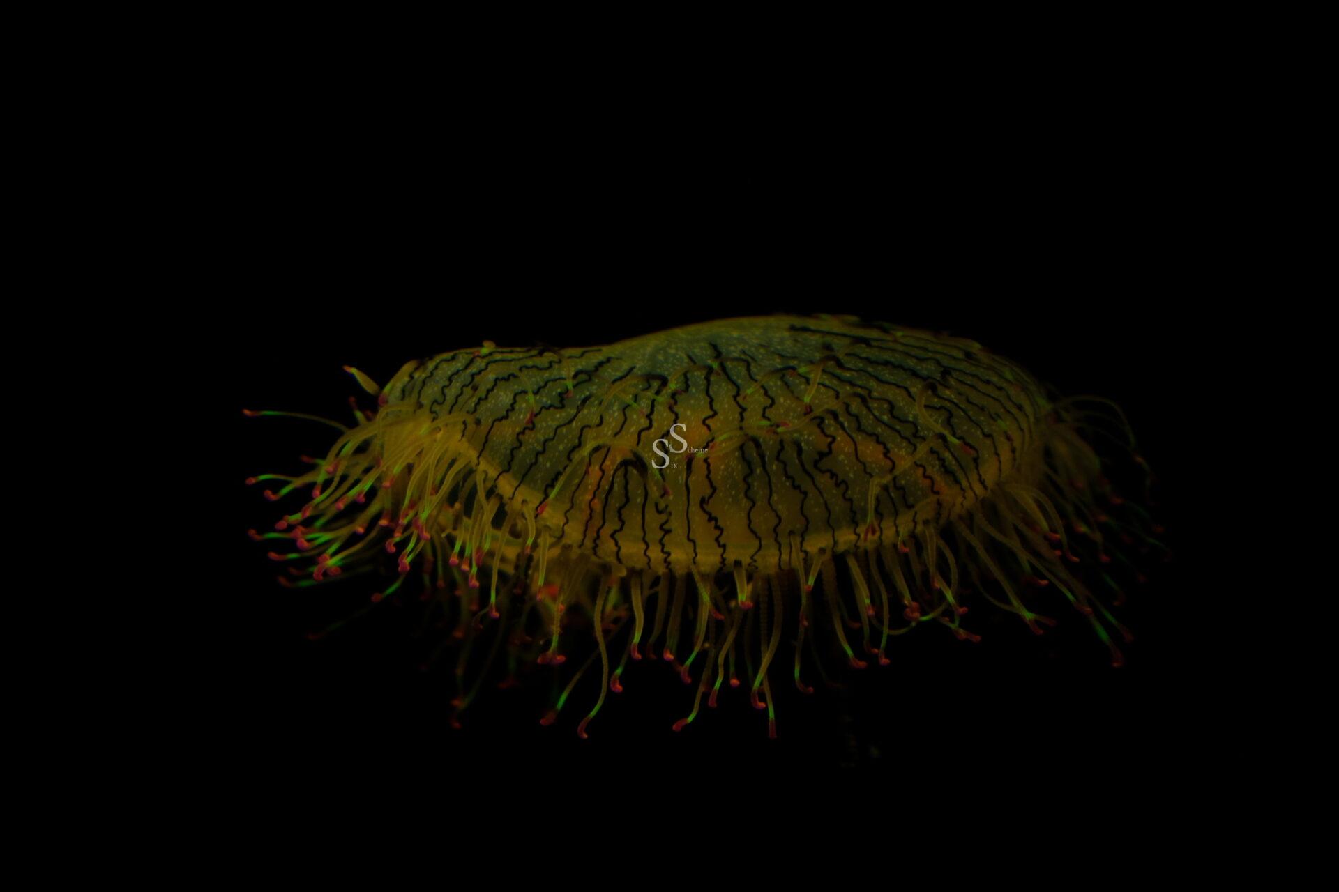 Against a solid black backdrop, a translucent jellyfish drifts, its form defined by dark, branching internal lines and eye-catching colorful tentacles.