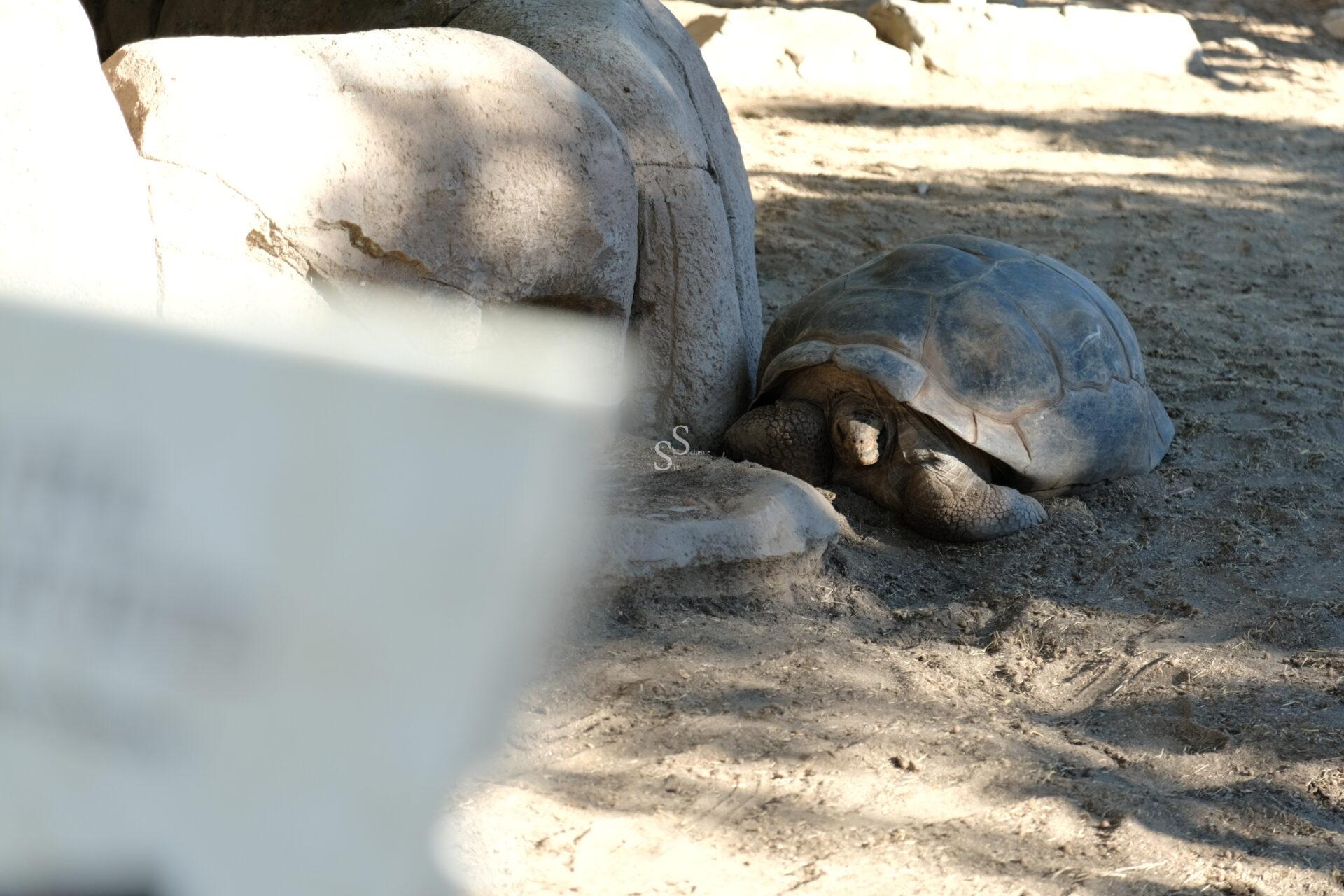 A large tortoise rests on sandy ground near some rocks, partially shaded. The foreground is blurred, possibly showing a sign or paper, while the tortoise faces the camera.