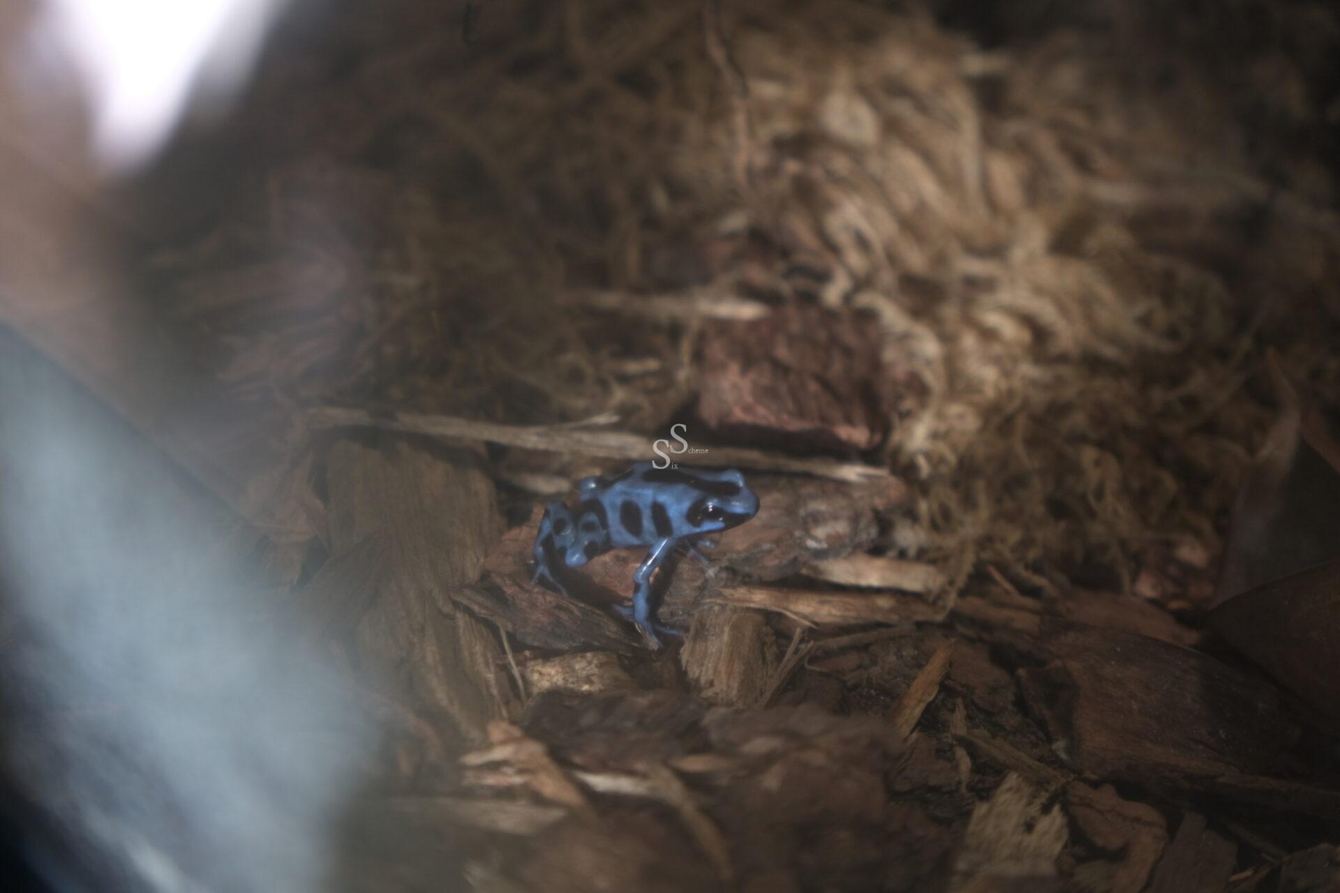 A small blue and black poison dart frog sits on brown, textured bark and wood chips, blending into its naturalistic habitat inside a shaded enclosure.