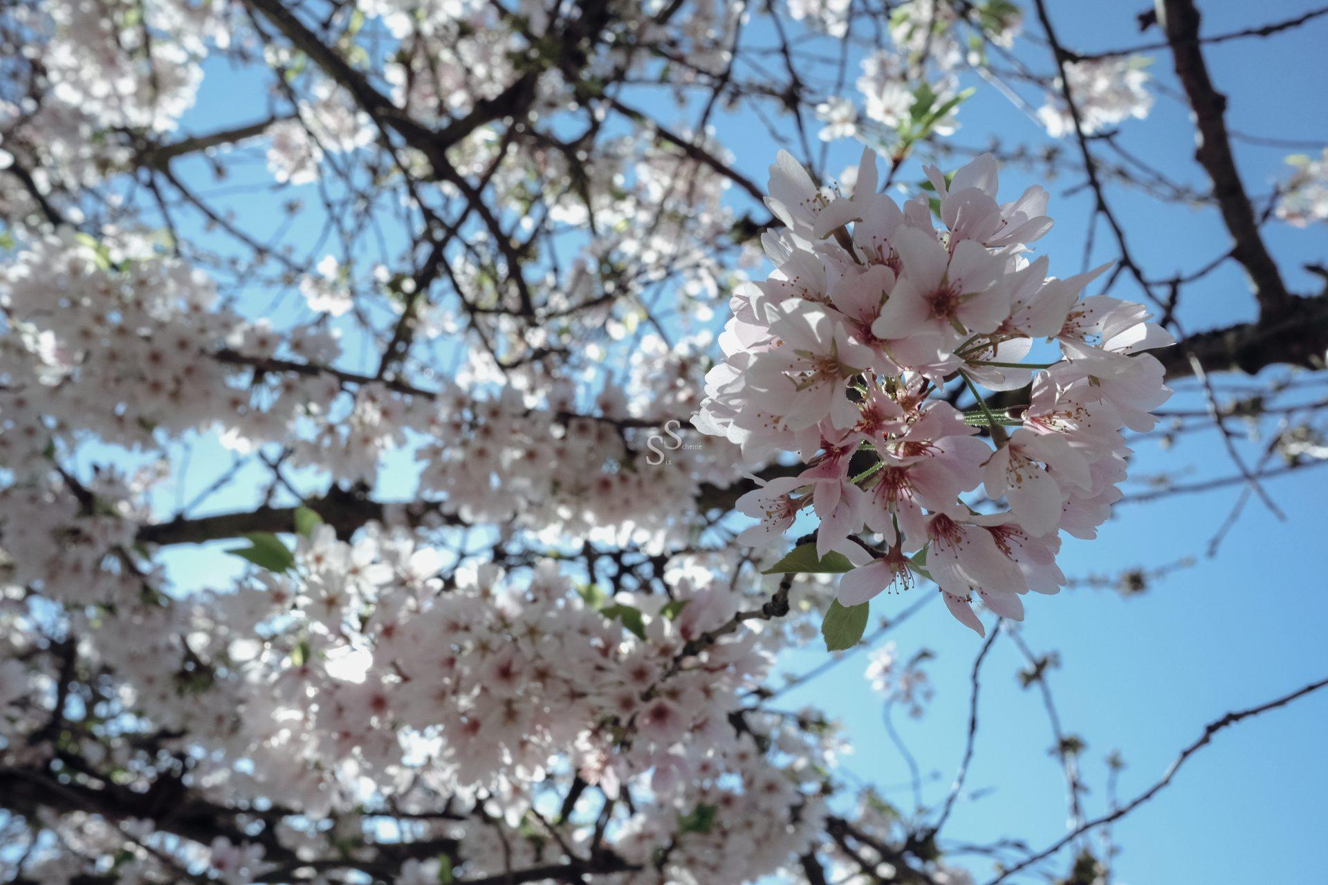 Close-up of pale pink cherry blossoms on tree branches against a bright blue sky. The flowers are in full bloom, with delicate petals and green leaves, creating a vibrant and fresh springtime scene.