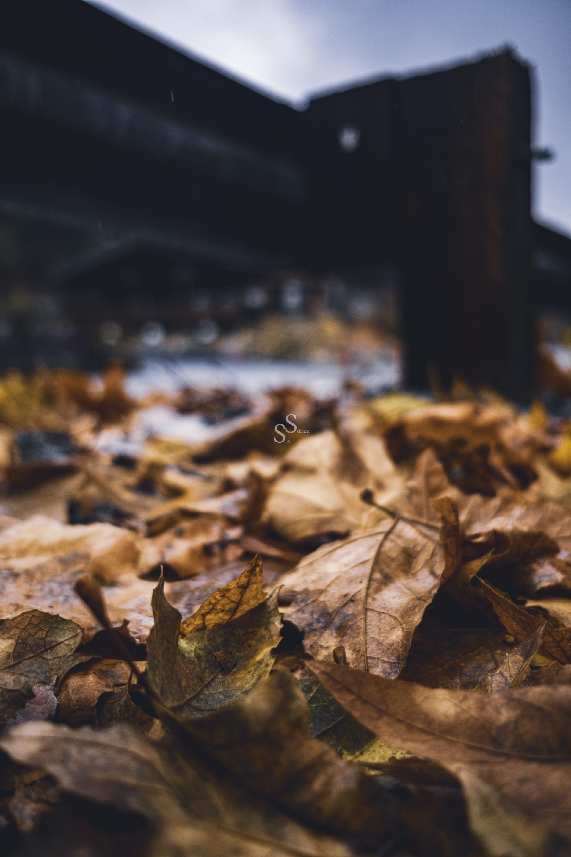 A close-up view of dry, brown autumn leaves scattered on the ground, with a blurred background featuring a dark wooden structure and an overcast sky.