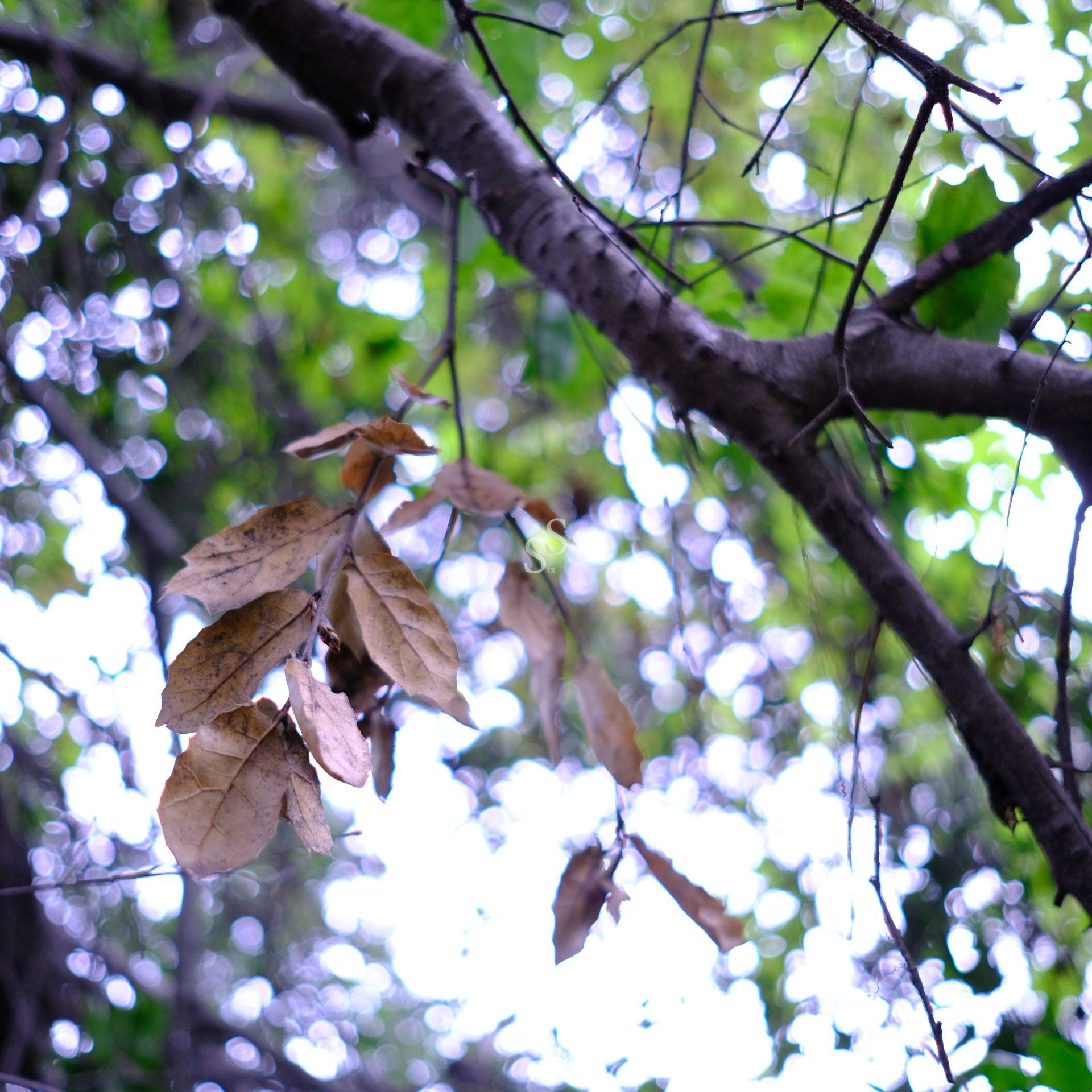 A close-up of a tree branch with clusters of brown, dried leaves, set against a blurred background of green leaves and sunlight filtering through the trees.
