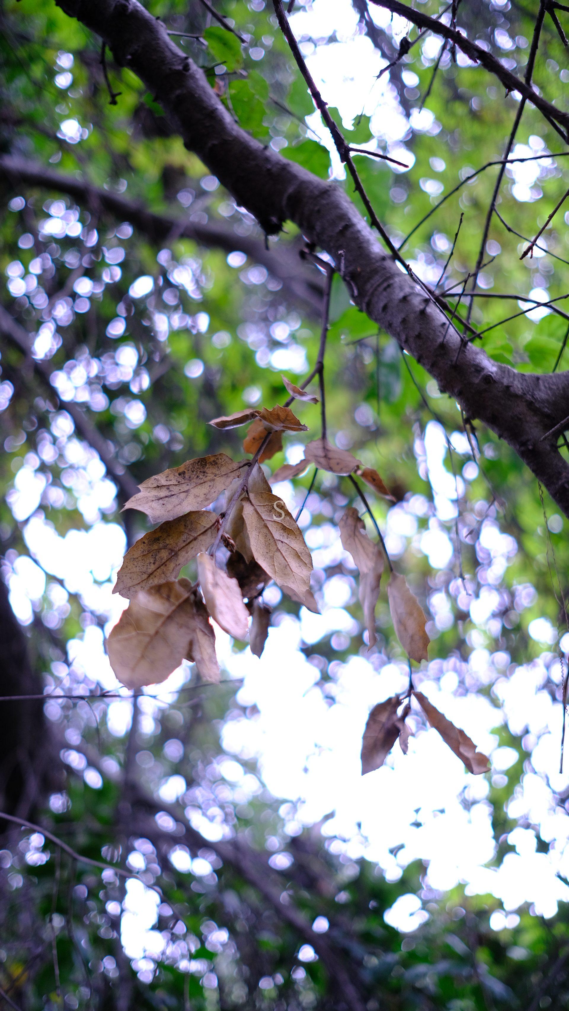 A close-up of a branch with several brown, dried leaves hanging among green leaves and blurred trees in the background, suggesting a transition from summer to autumn in a forest.