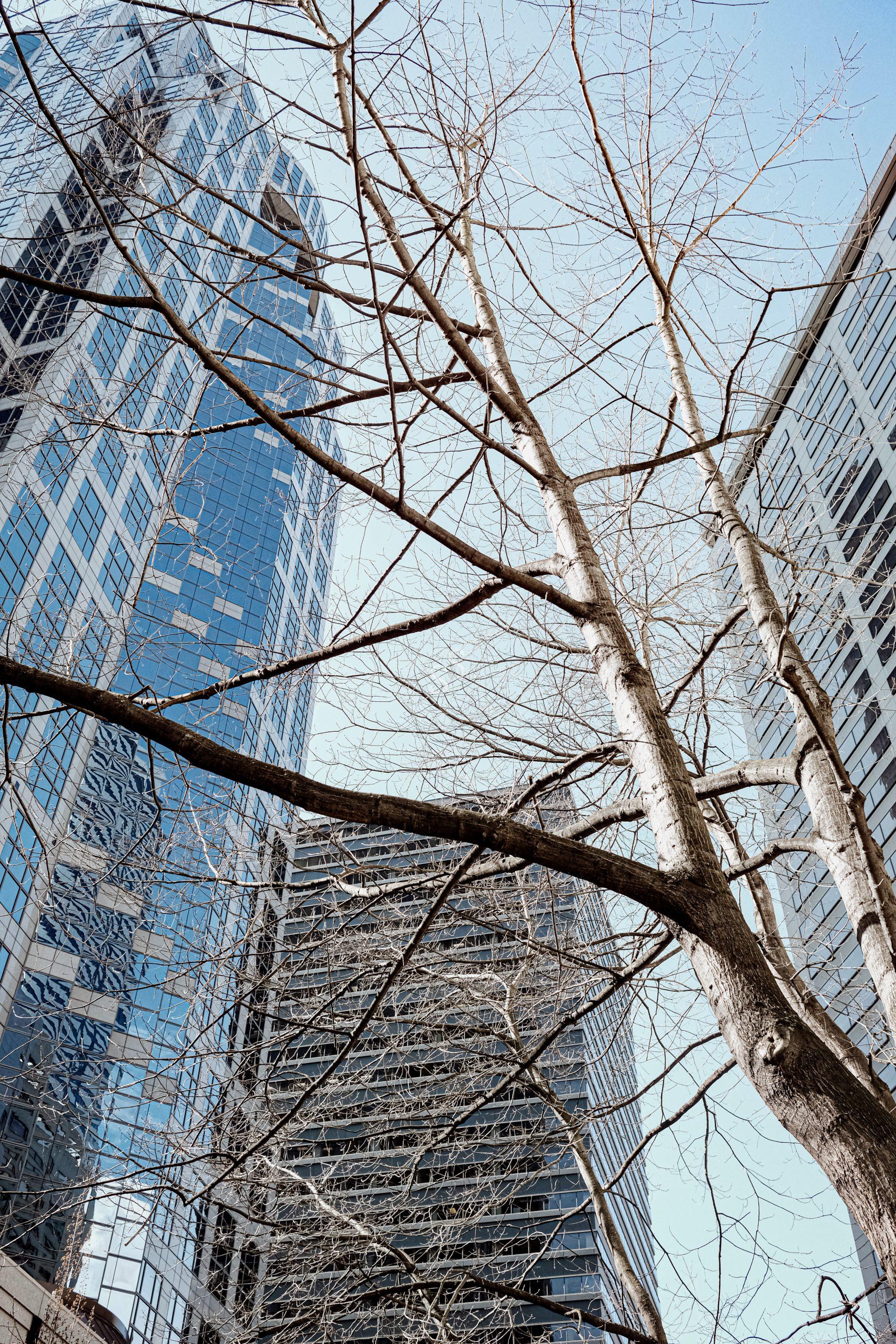 Bare tree branches stretch upward in front of tall modern glass skyscrapers under a clear blue sky, creating a contrast between nature and urban architecture.