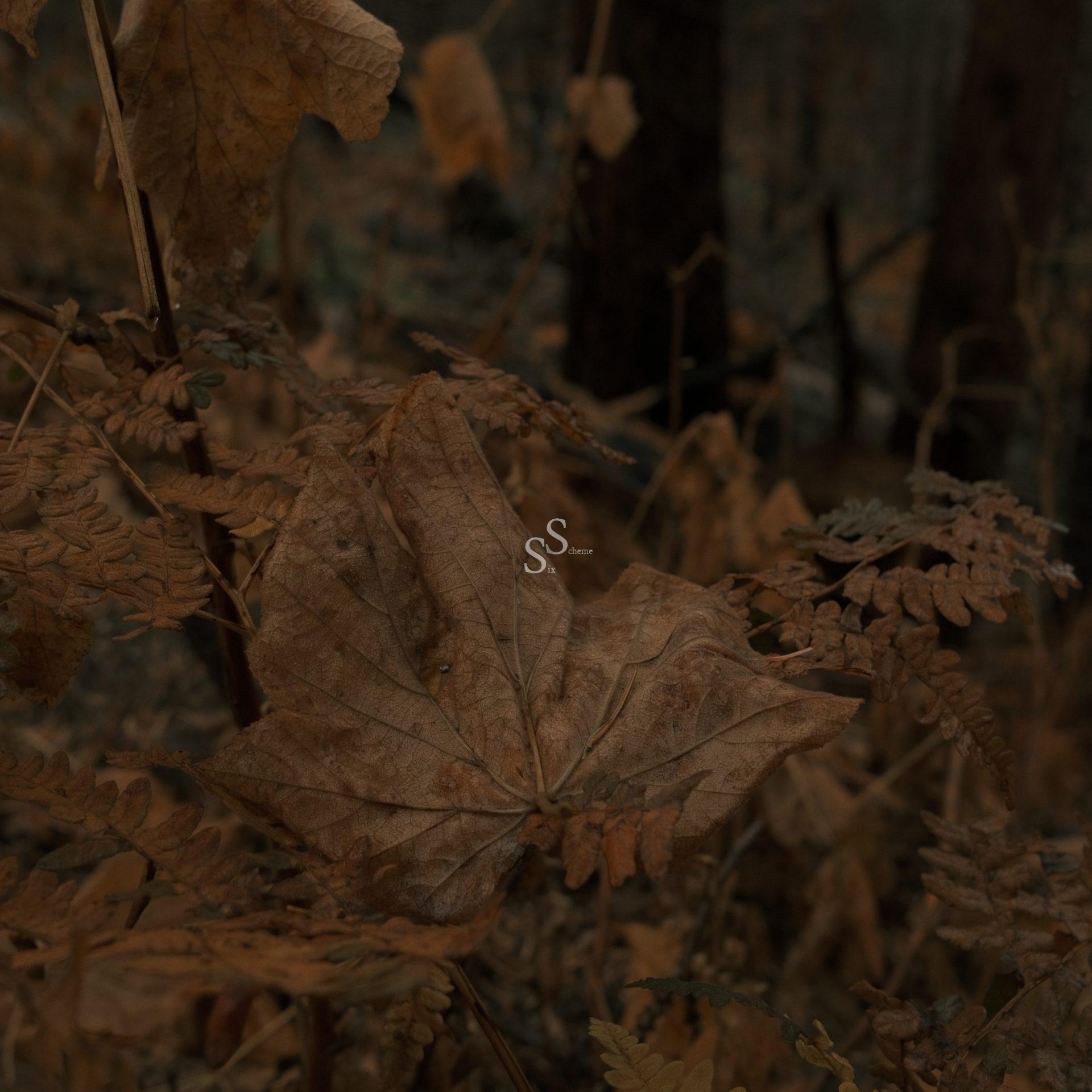 A close-up of dry, brown leaves and ferns in a dimly-lit forest, creating an autumnal and earthy atmosphere. The background is blurred, highlighting the texture of the leaves in the foreground.