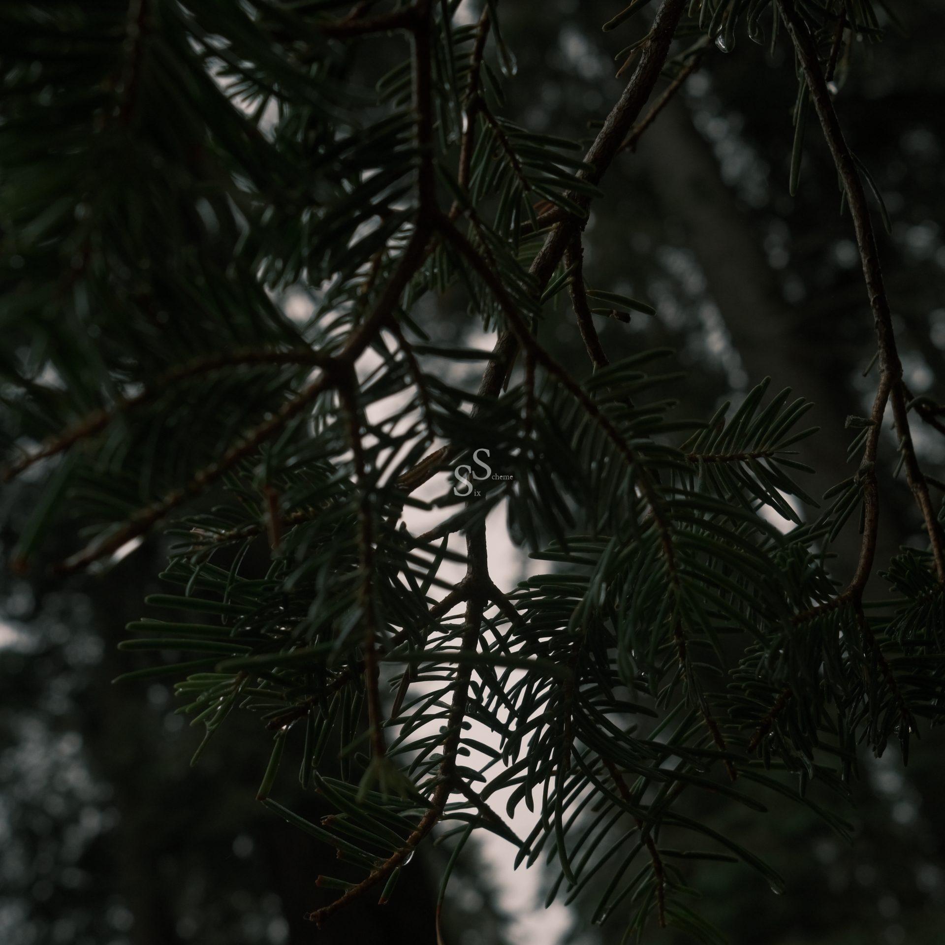 Close-up of dark green pine tree branches with needles, set against a dimly lit, blurred forest background. The lighting is low, creating a moody and shadowed atmosphere.