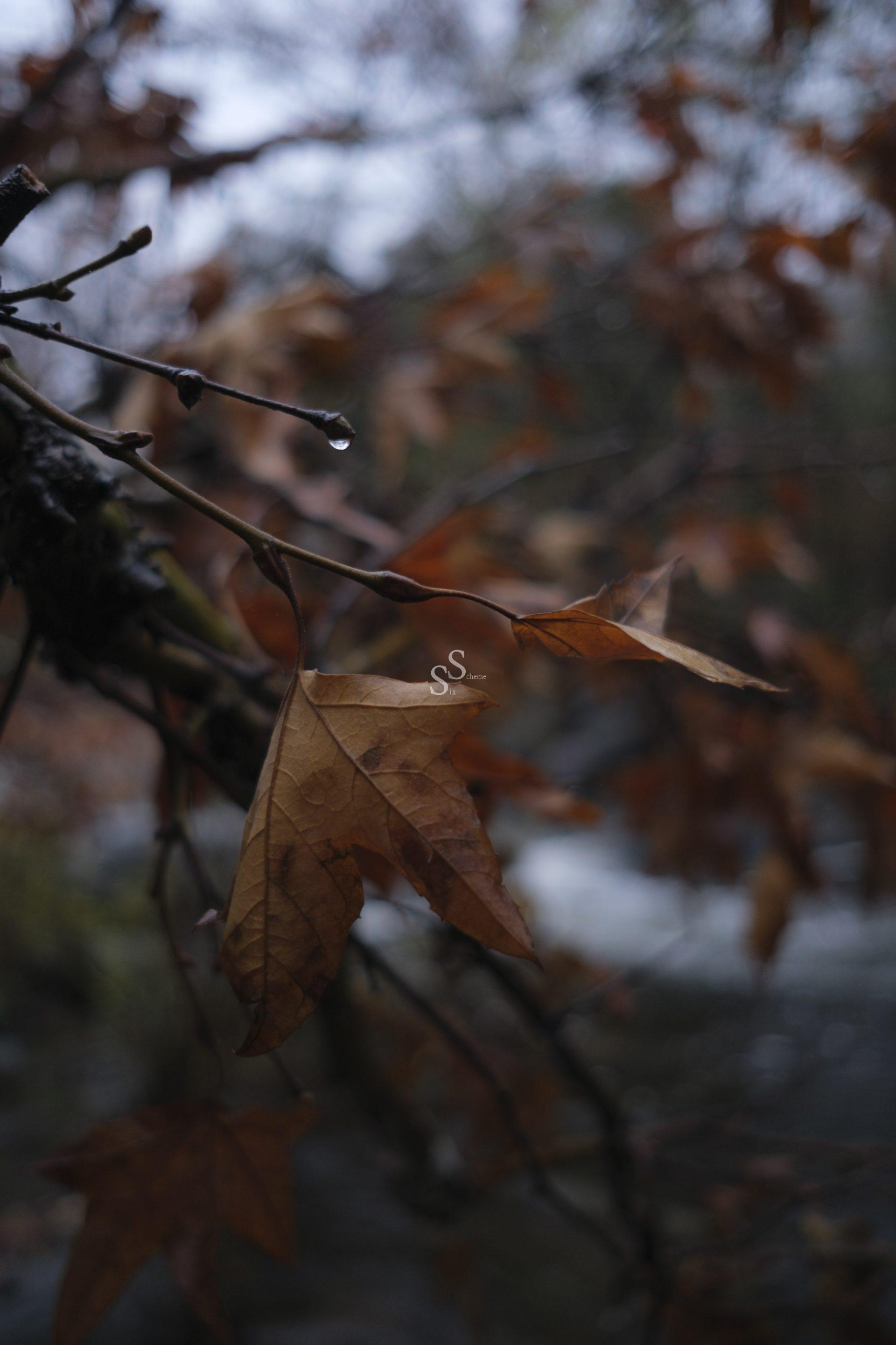 Close-up of brown autumn leaves on a branch with a water droplet hanging from a twig. The background is blurred, showing more leaves and hints of a cloudy sky and water.