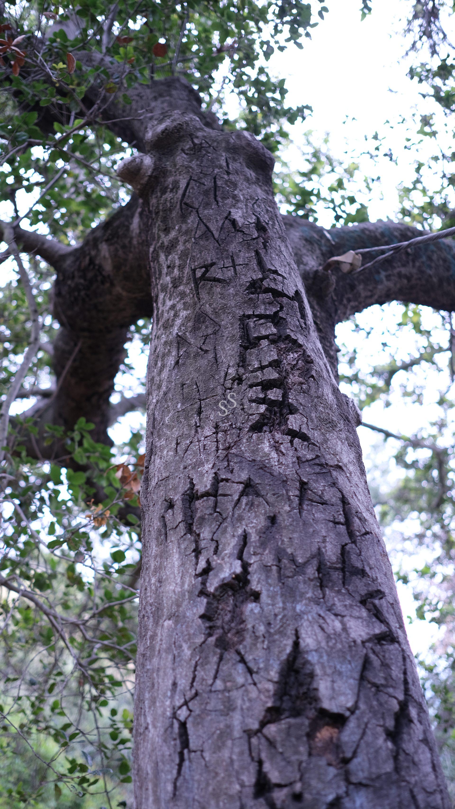 A close-up, upward view of a tall tree trunk with textured bark, surrounded by green leaves and branches, against a light sky in the background.