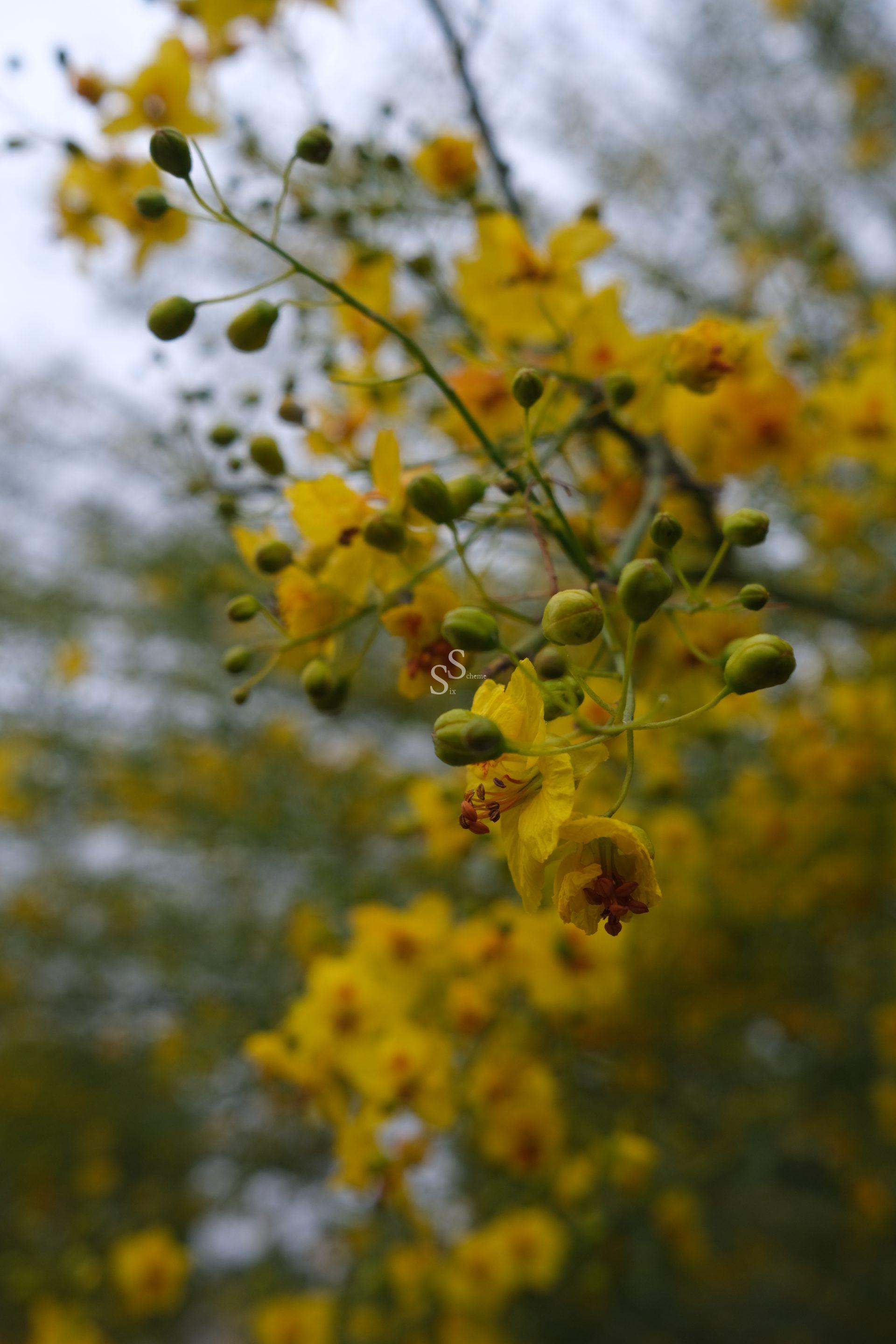 This close-up bursts with the vibrant yellow of flowers clustered on a branch alongside fresh green buds. A softly defocused background echoes the colors and shapes, contributing to the scene's bright, natural energy.