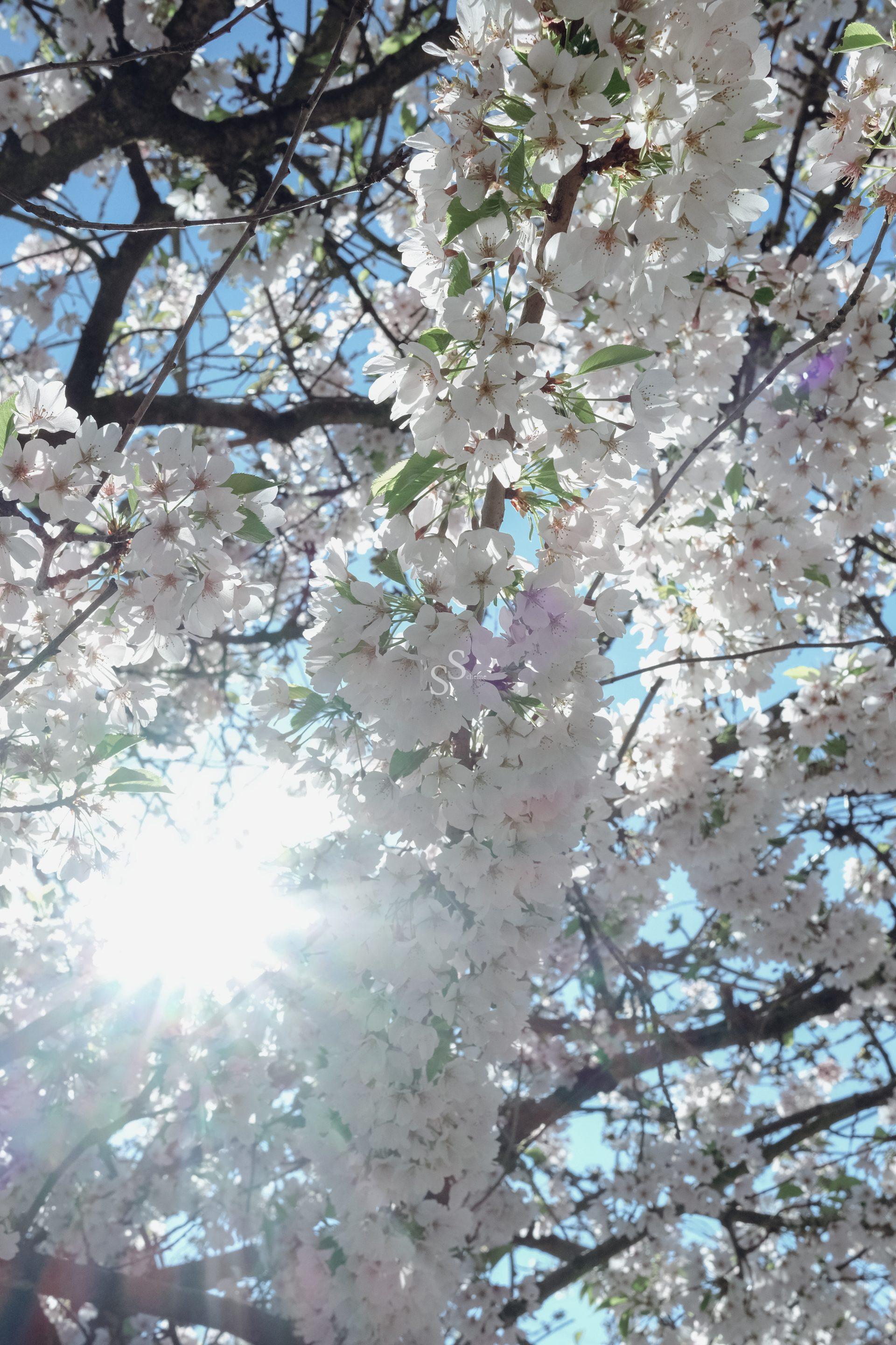 Branches of a tree covered in white cherry blossoms with sunlight shining through them against a blue sky.