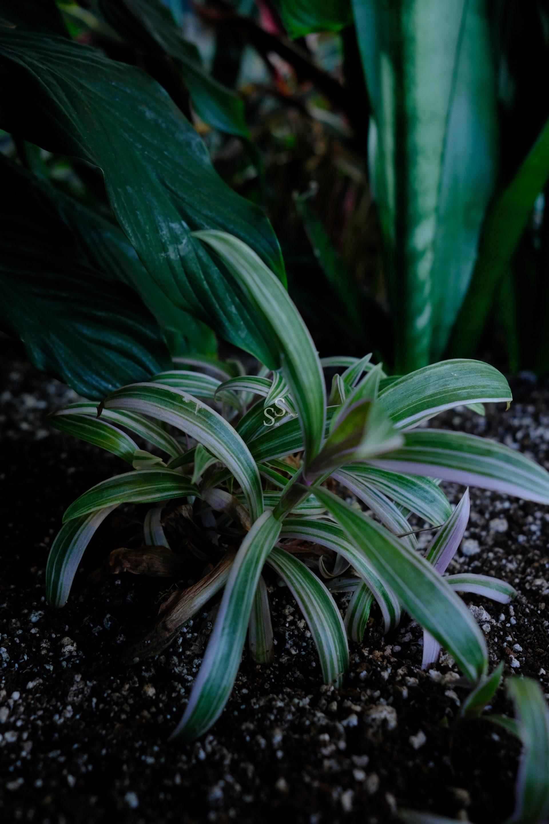 A close-up of a small variegated plant with green and white striped leaves growing in soil, surrounded by larger green foliage in a garden setting.