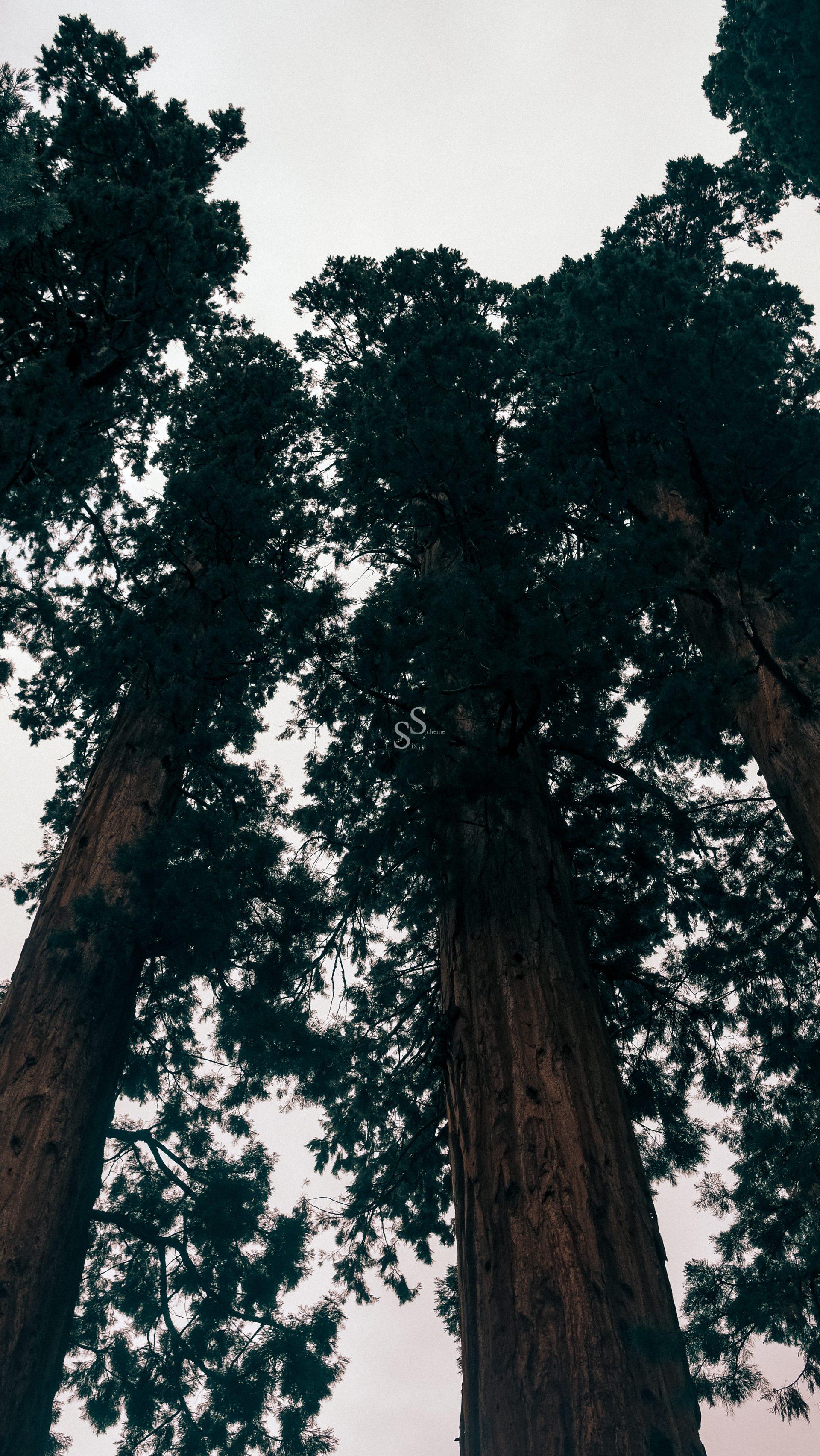 Tall sequoia trees seen from below, their thick trunks and dense foliage reaching up toward a cloudy, overcast sky.