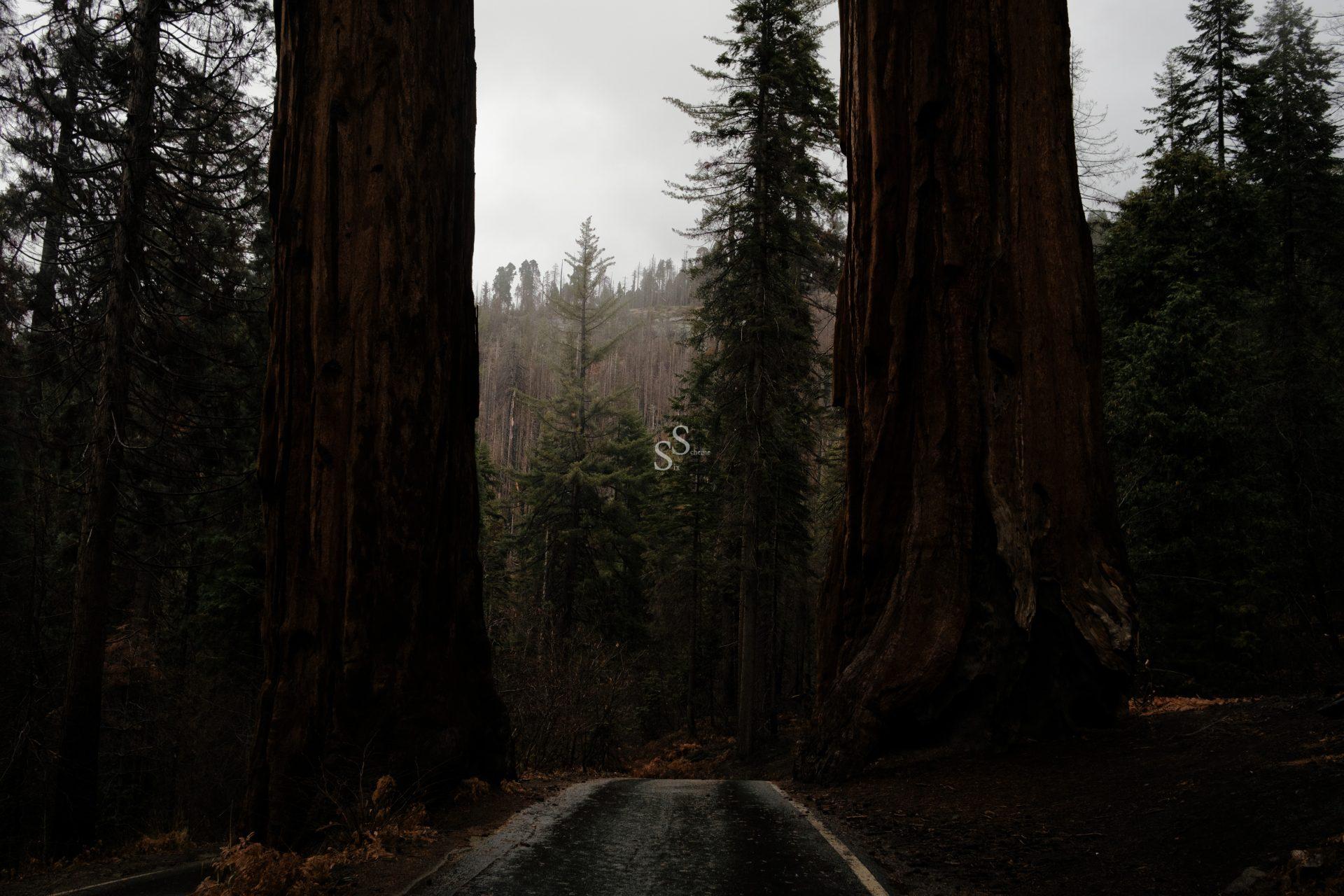 A narrow paved road passes between two massive sequoia tree trunks in a forest, surrounded by tall evergreen trees under an overcast sky.