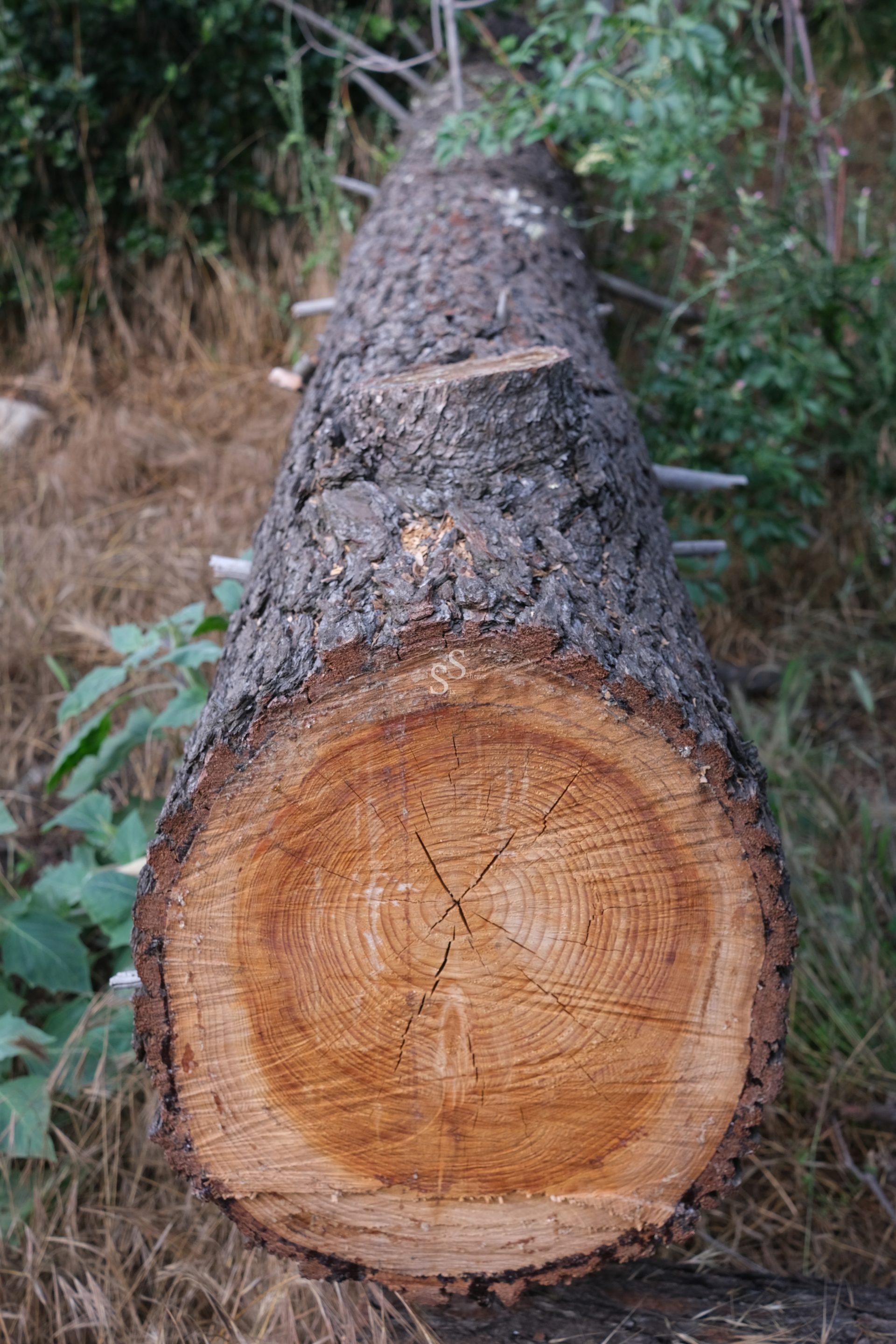 A close-up of the cross-section of a large tree trunk lying on the ground outdoors, showing visible growth rings and rough bark, with green plants and dry grass in the background.