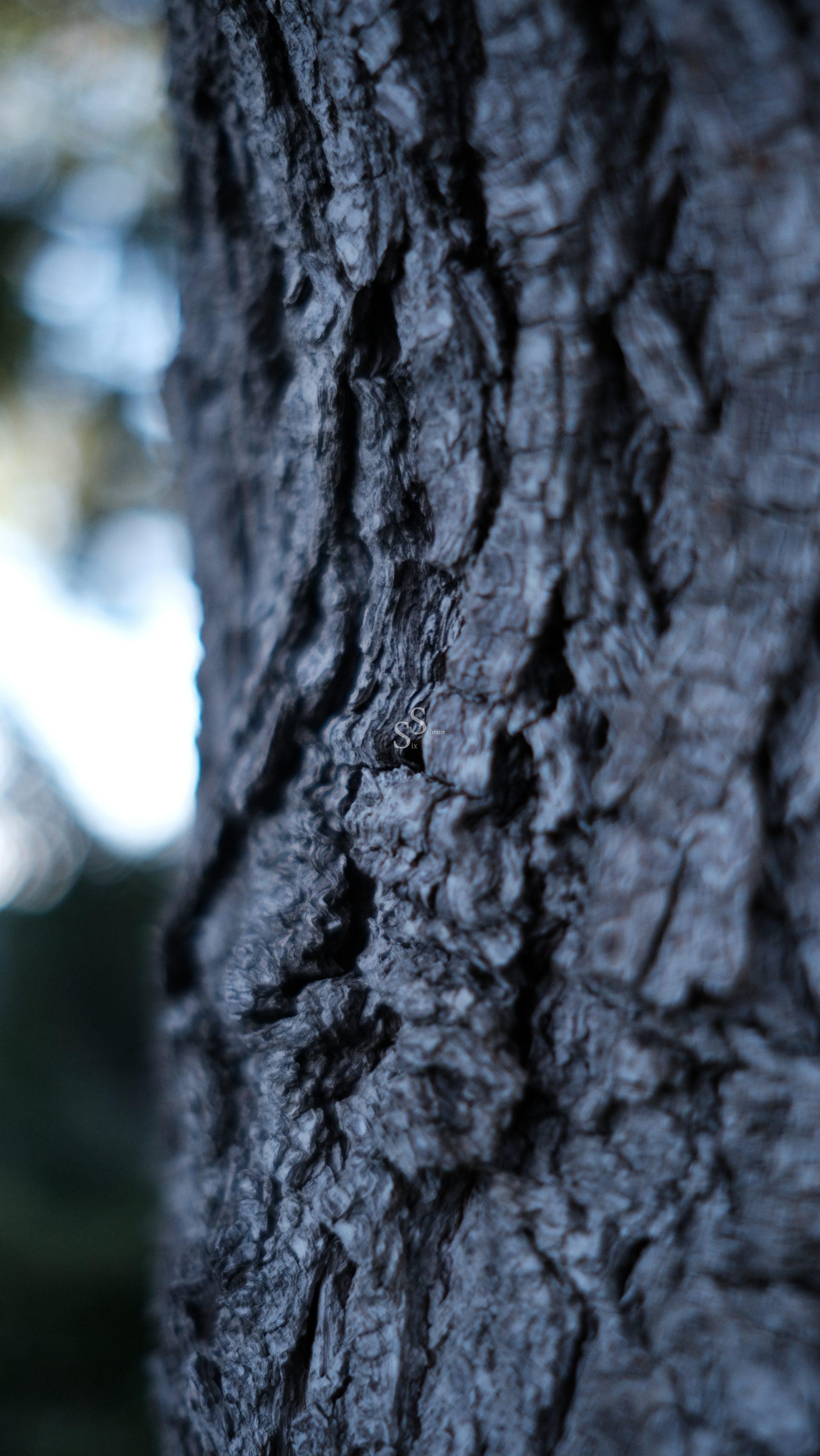 Close-up of rough, textured tree bark in focus, with the background softly blurred in shades of blue and green, suggesting an outdoor natural setting.