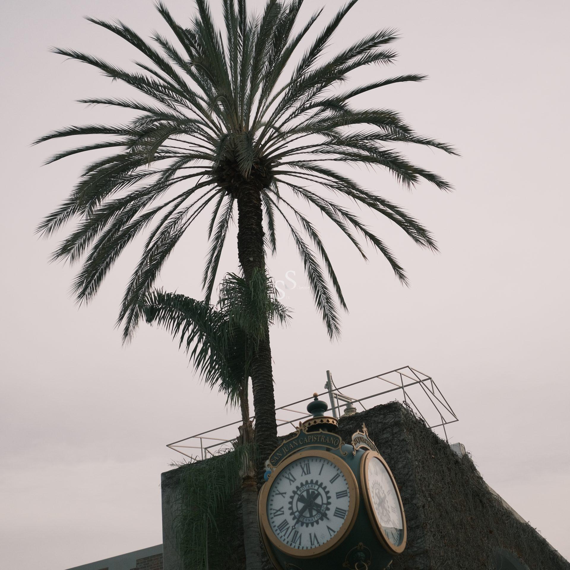 A tall palm tree stands beside a vintage-style clock with Roman numerals, against a cloudy sky and a partially visible building with a metal structure.