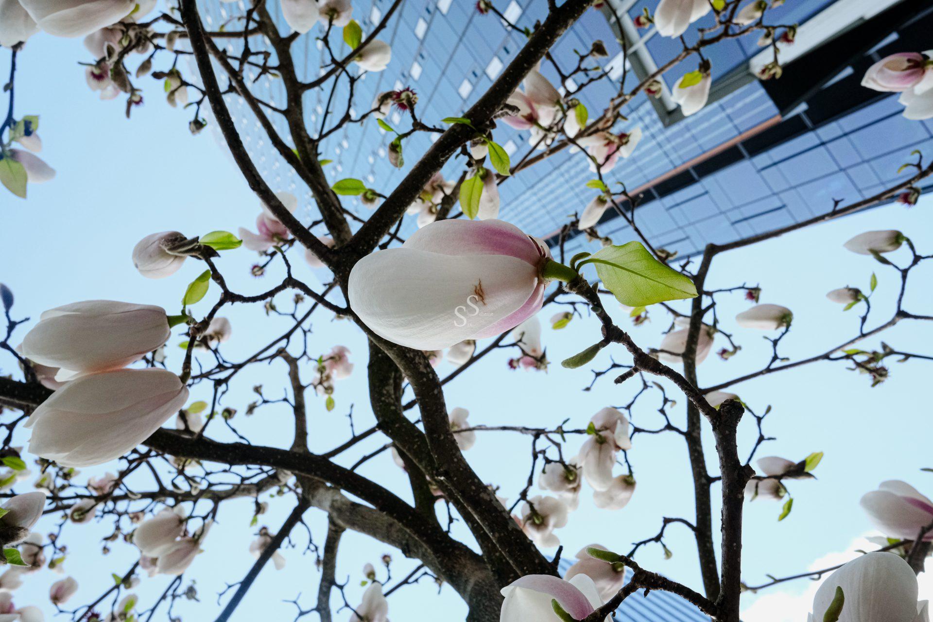 Close-up view of magnolia blossoms on tree branches, with a modern glass building towering in the background against a bright blue sky.