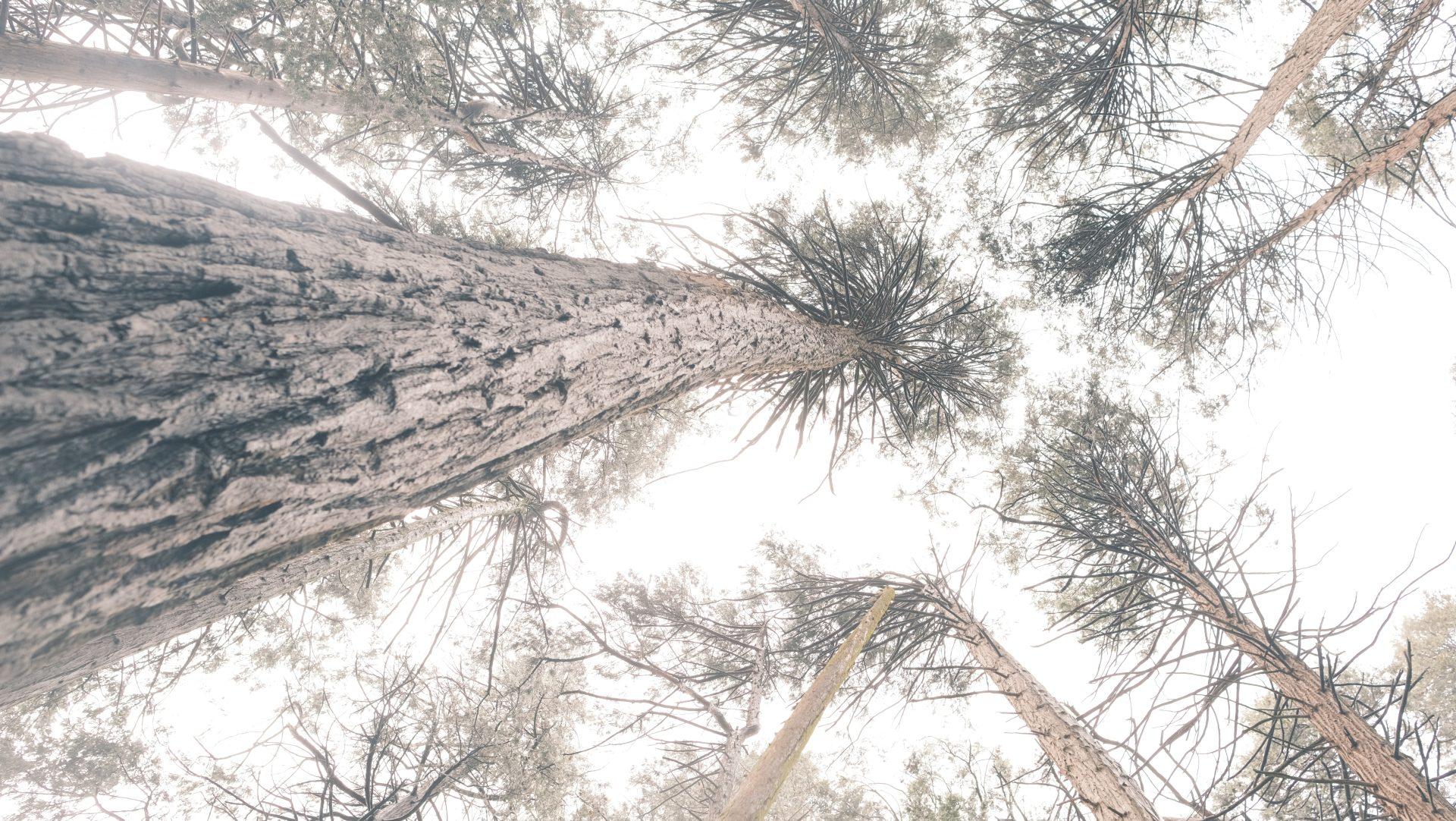 Tall pine trees viewed from the base looking up toward the sky, with rough bark and sparse branches, creating a dramatic, upward perspective against a bright, overexposed background.