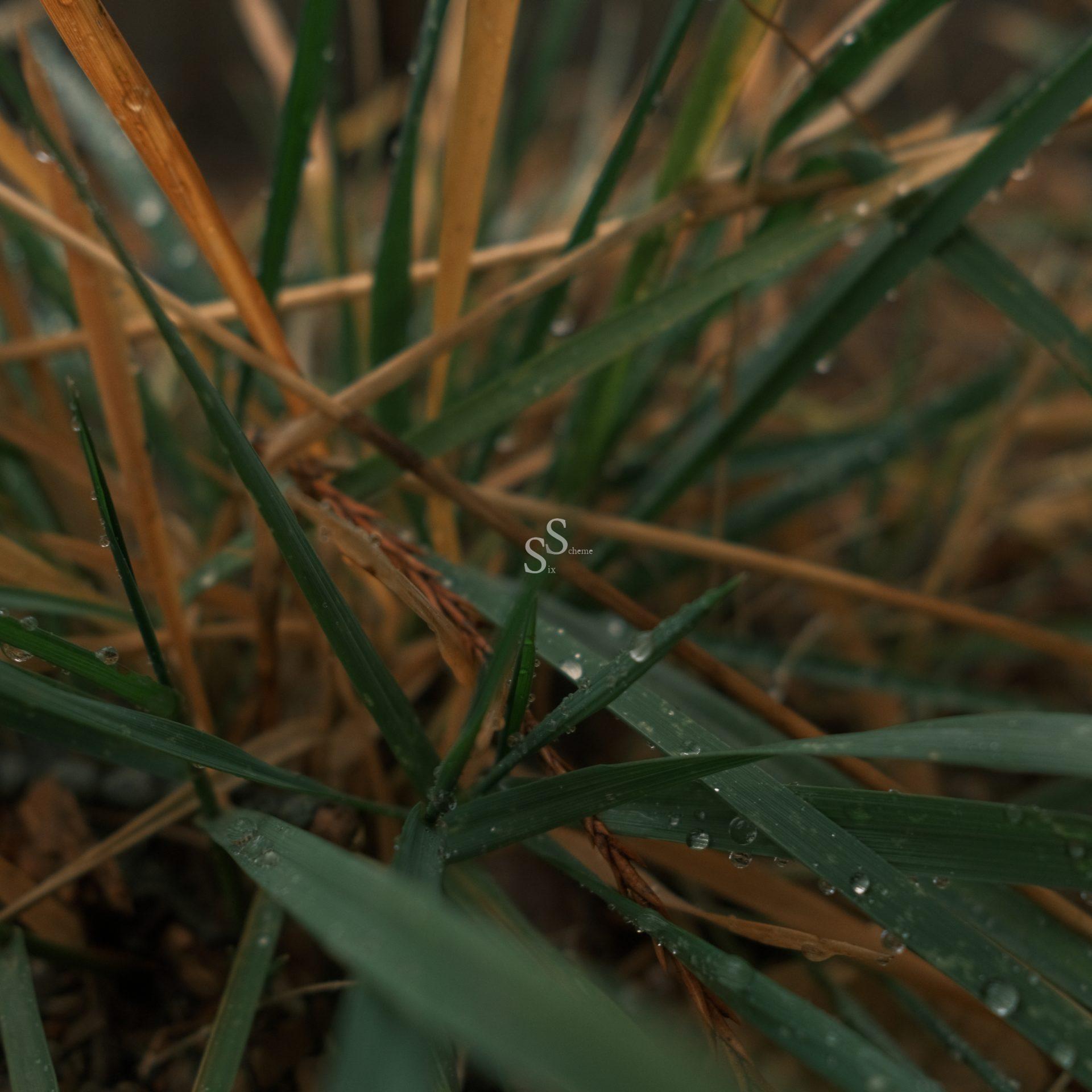 Close-up of green and brown grass blades with dew drops, showing a mix of healthy and dry leaves. The texture and color contrast highlight the natural transition in the grass.