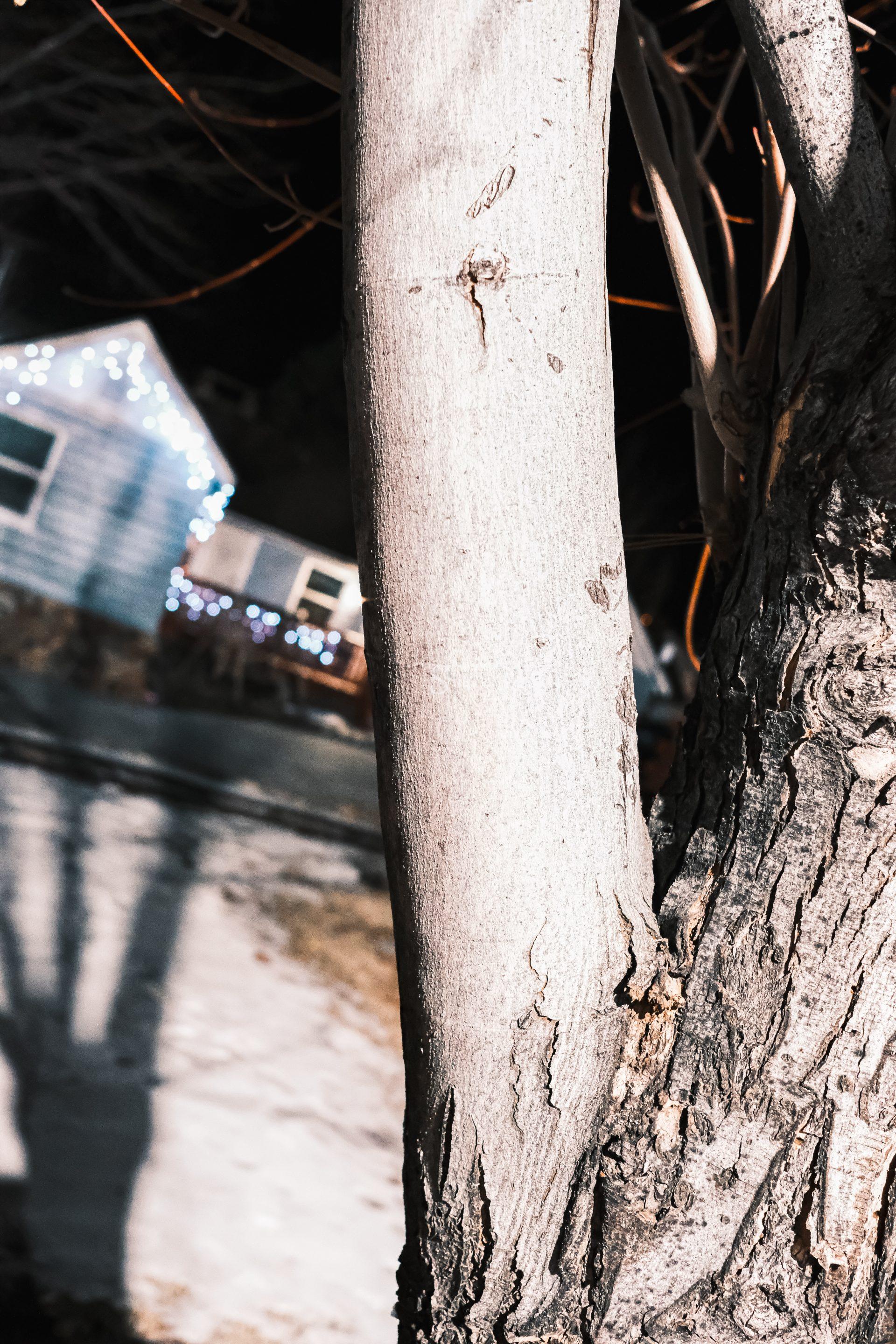 A close-up of a tree trunk at night with a house in the background decorated with white holiday lights. Snow is visible on the ground and the tree’s shadow stretches across the snowy yard.