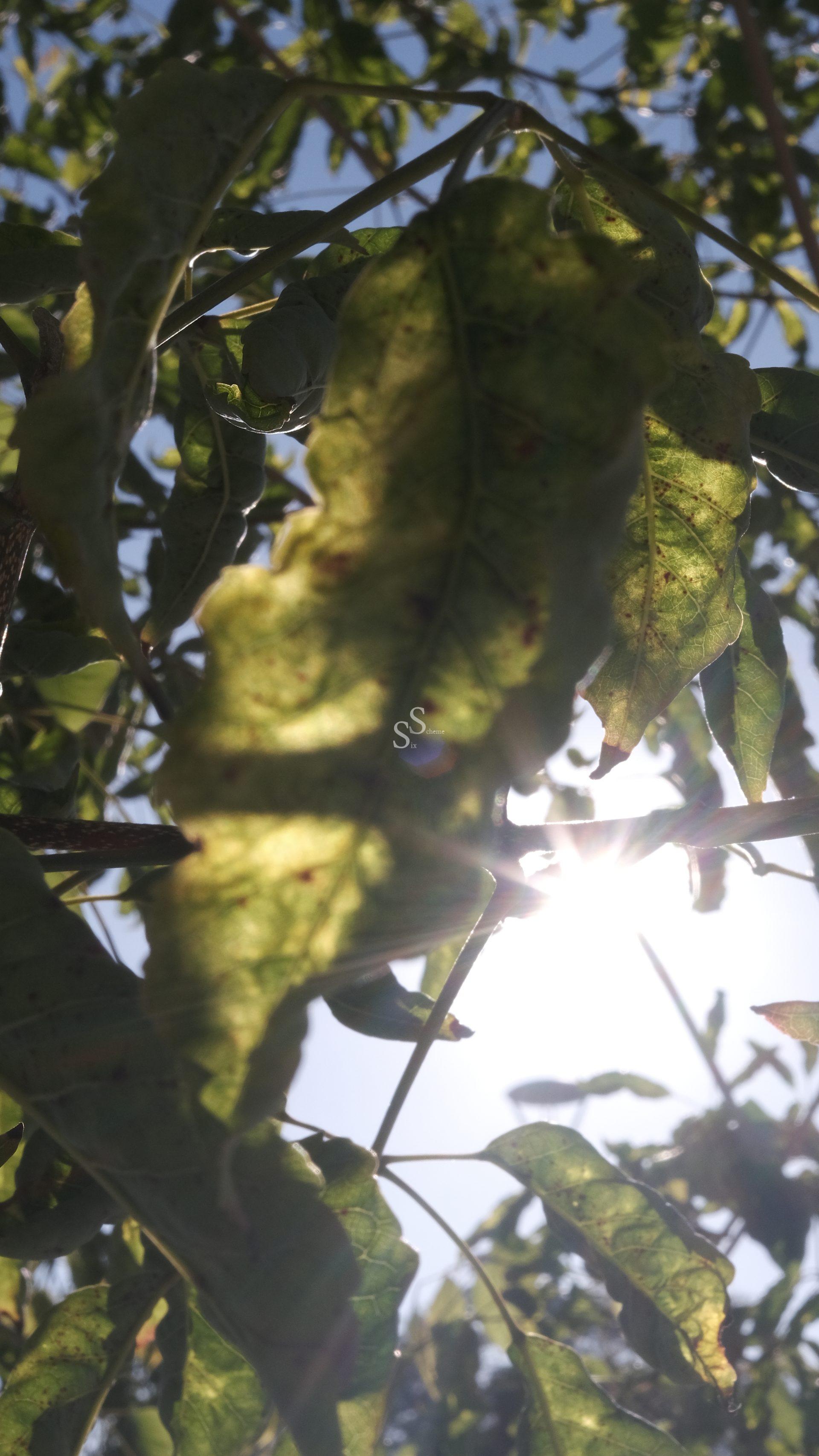Close-up of green leaves with sunlight shining through them, creating a bright glare and casting shadows; the sky is visible in the background.