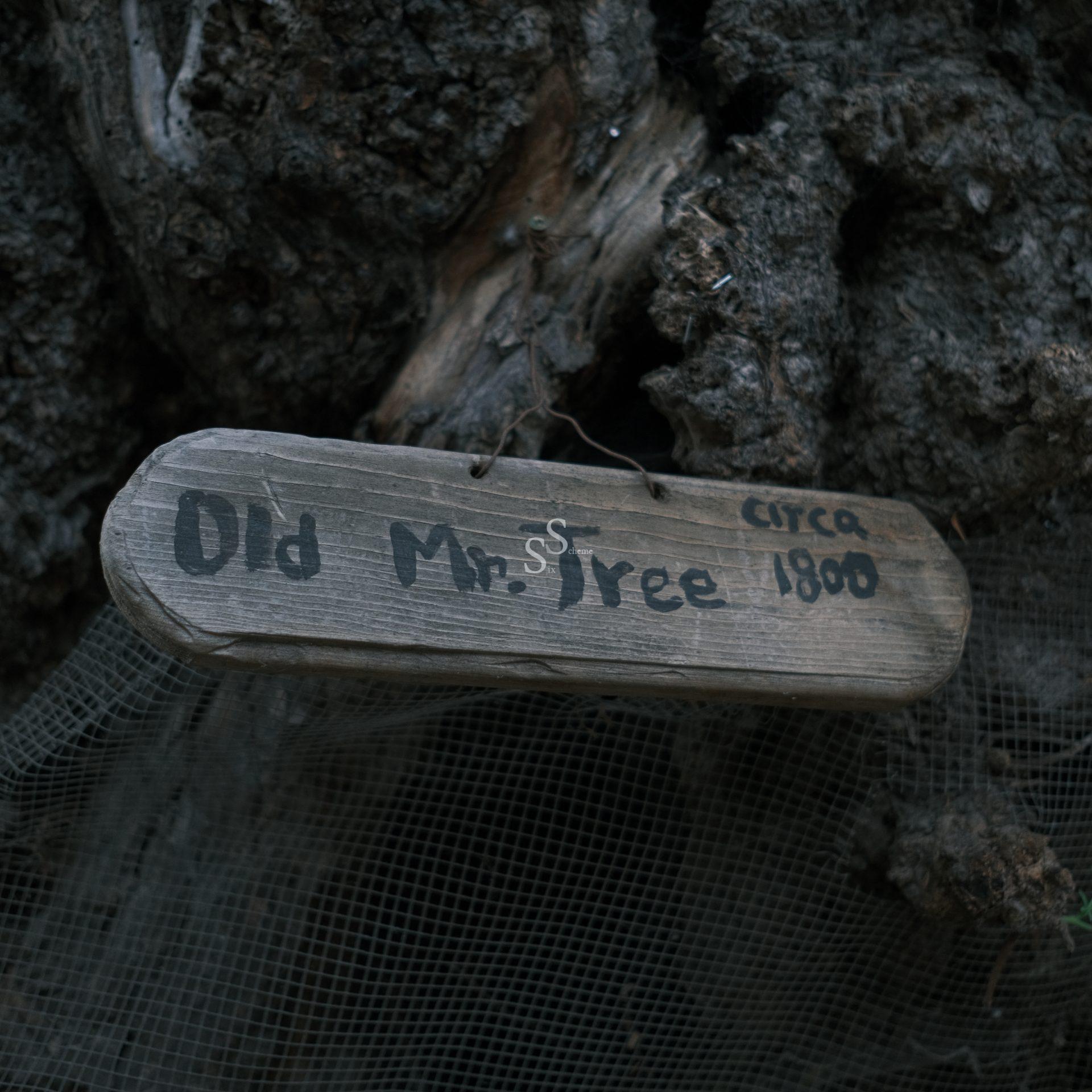 A weathered wooden sign reads Old Mr. Tree circa 1800, attached to rough tree bark with some wire mesh visible below.