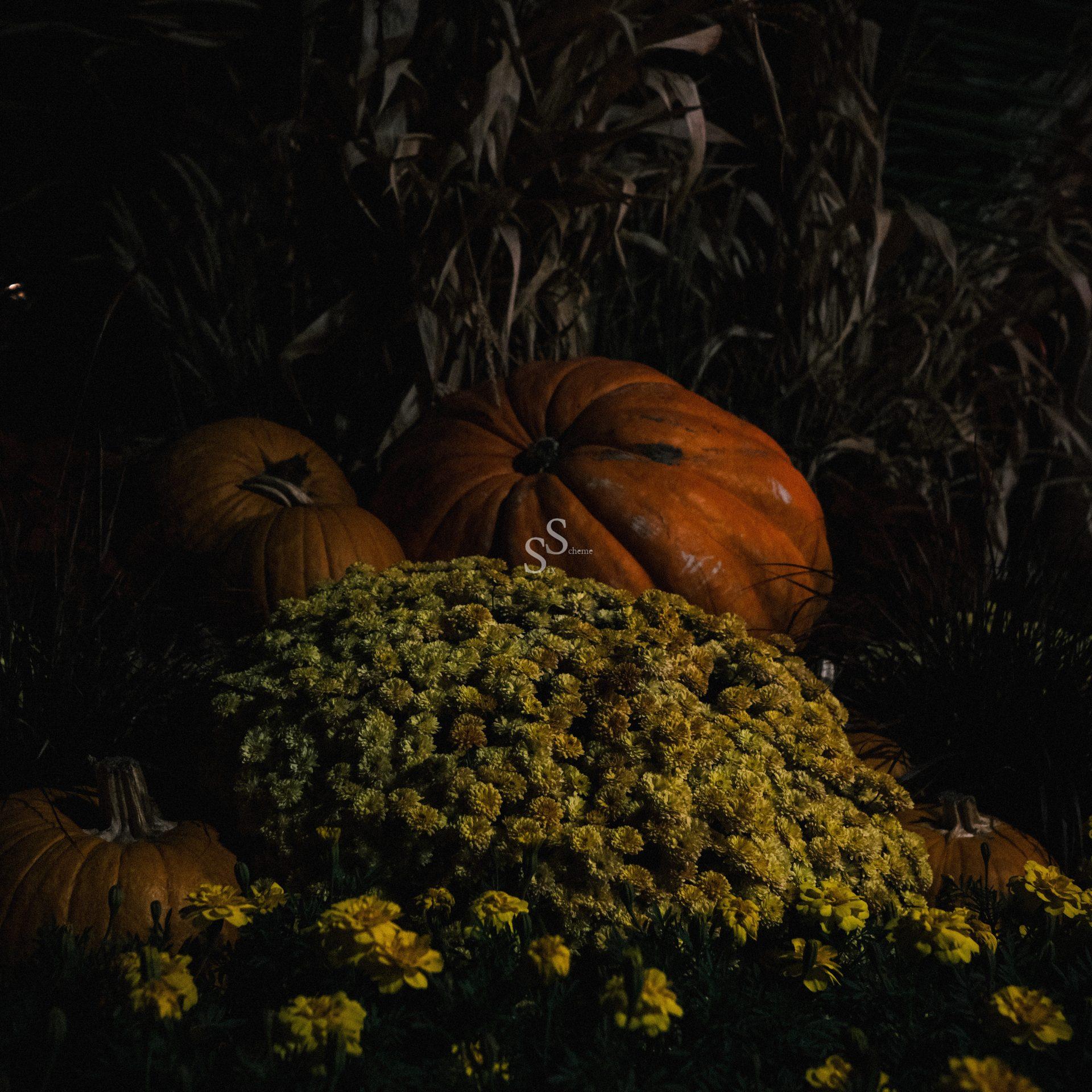 A cluster of yellow flowers is surrounded by large orange pumpkins and dark greenery, creating a moody autumn scene at night.