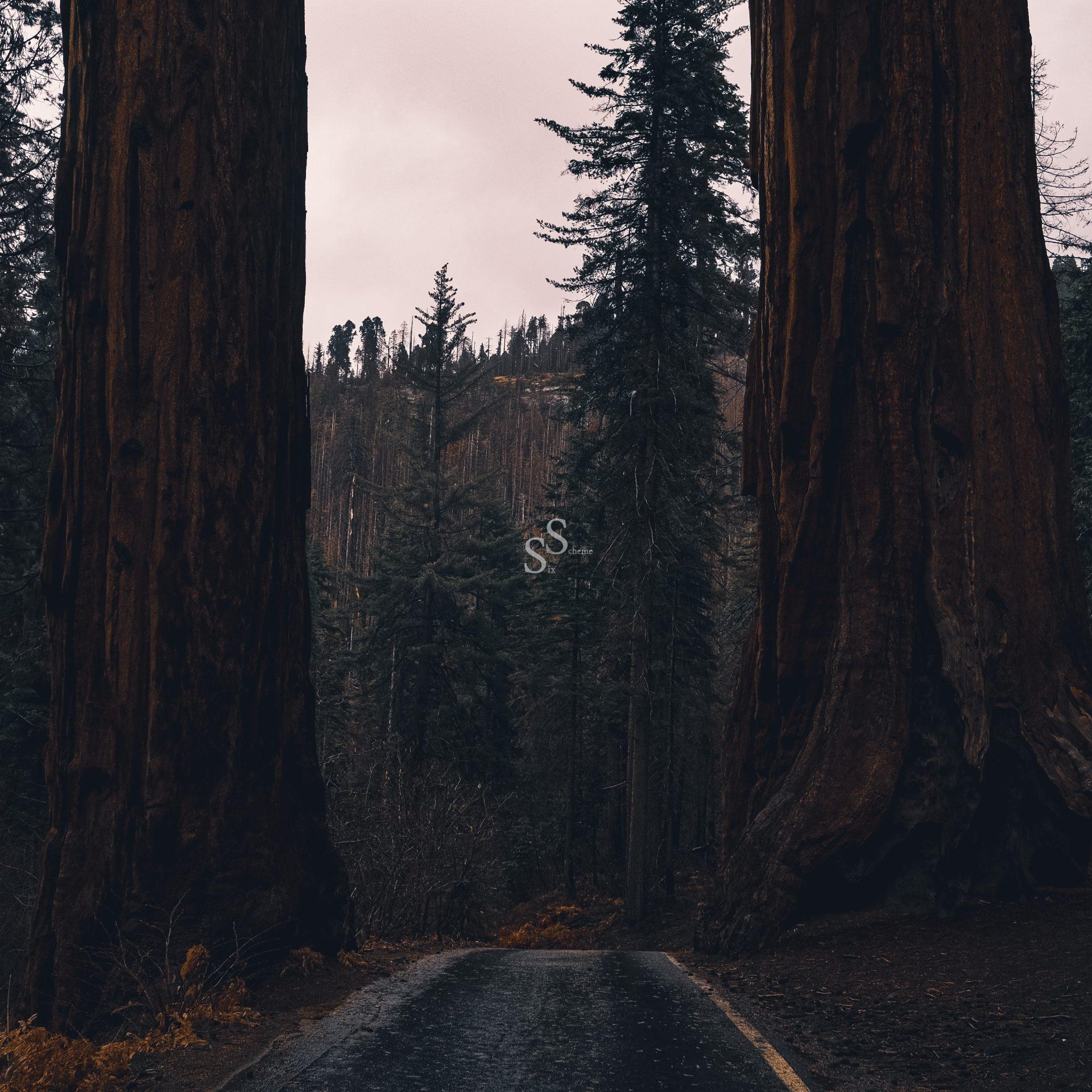 A paved path runs between two massive sequoia trees, surrounded by a dense forest under an overcast sky.