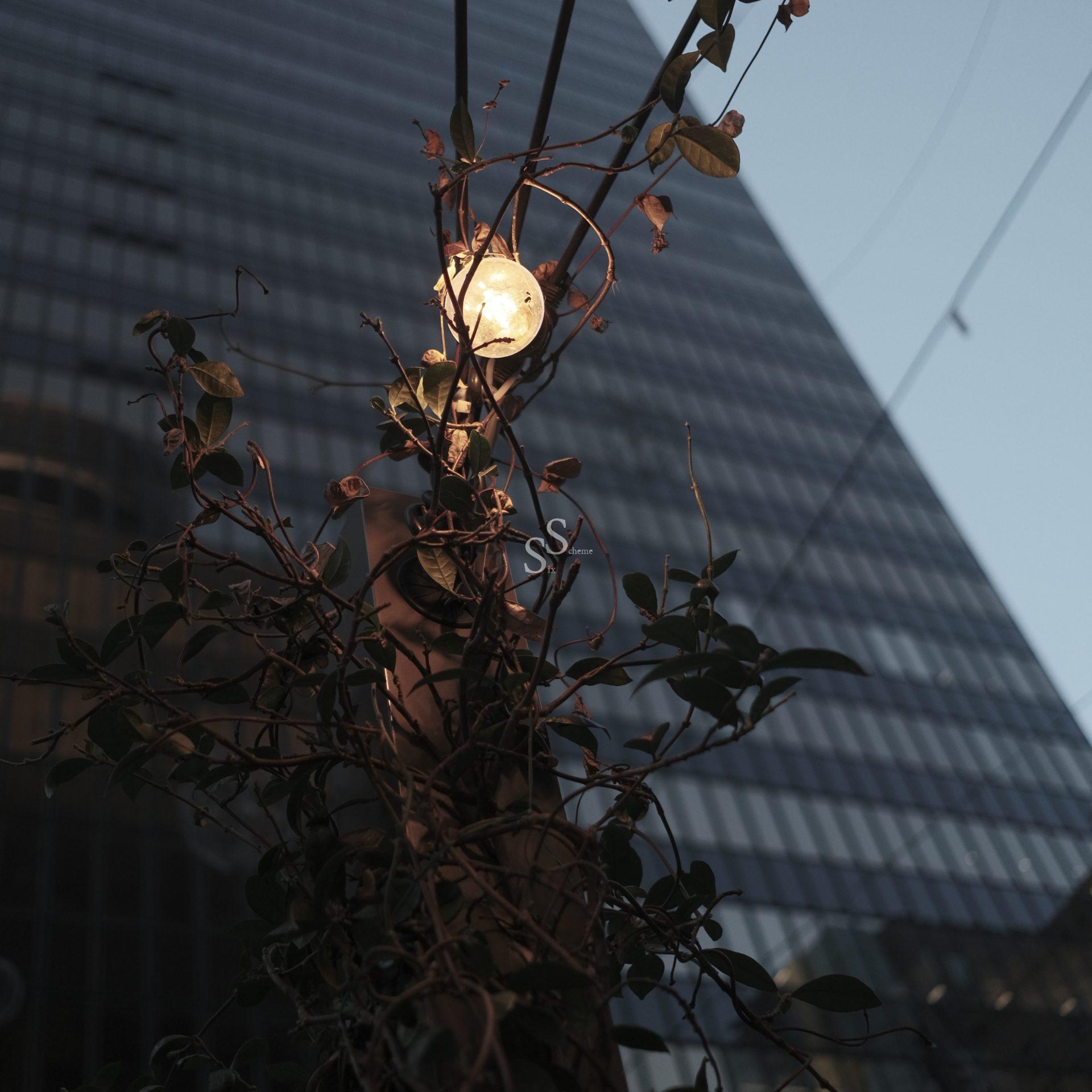 A glowing light bulb suspended in leafy branches contrasts with a background building and crossing wires under a pale sky.
