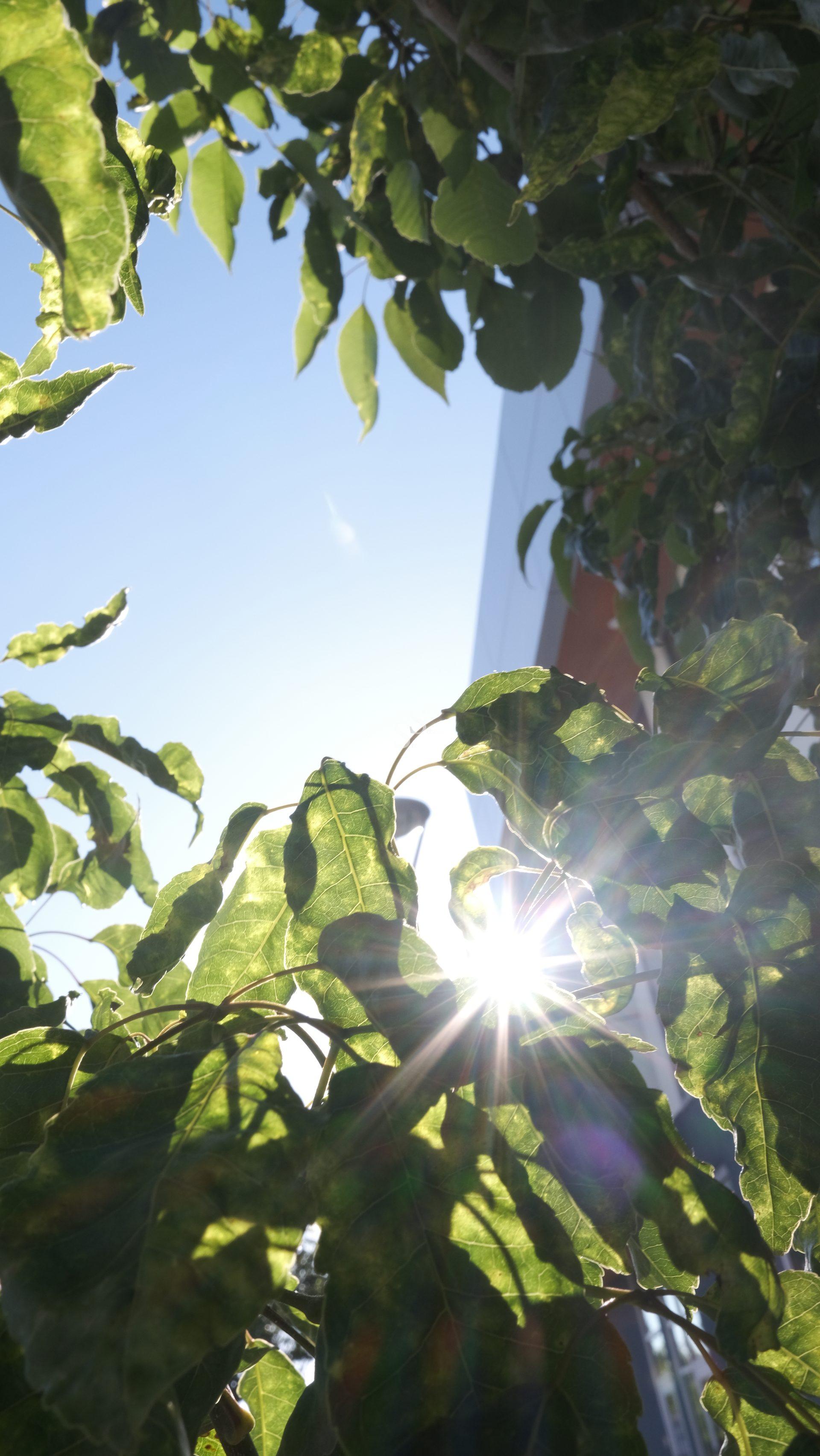 Sunlight shines through green leaves of a tree, creating a lens flare effect. The sky is clear and blue, and part of a building is visible in the background.