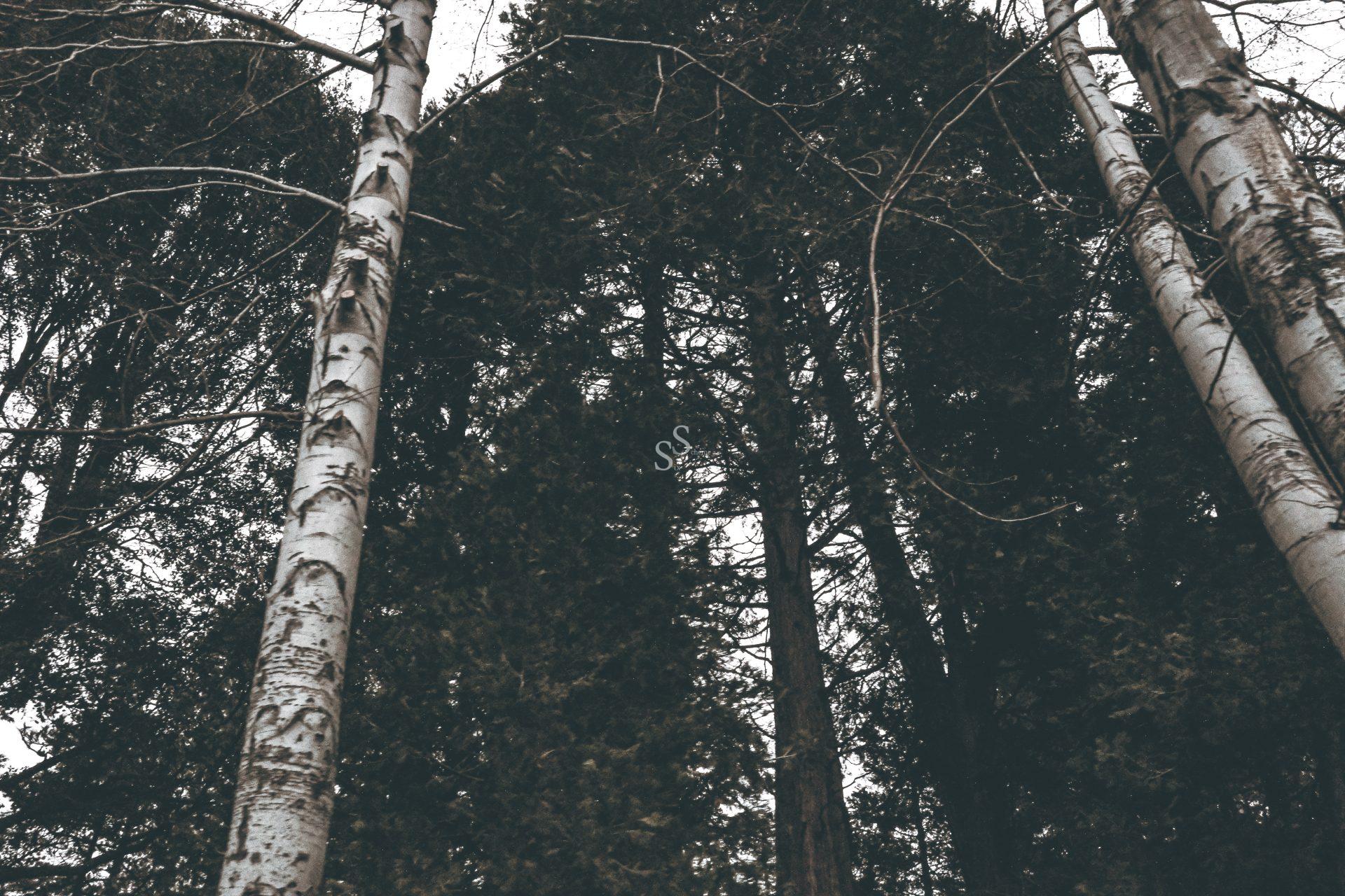 Tall trees with textured bark and sparse branches stand closely together, creating a dense, shadowy forest scene under an overcast sky.