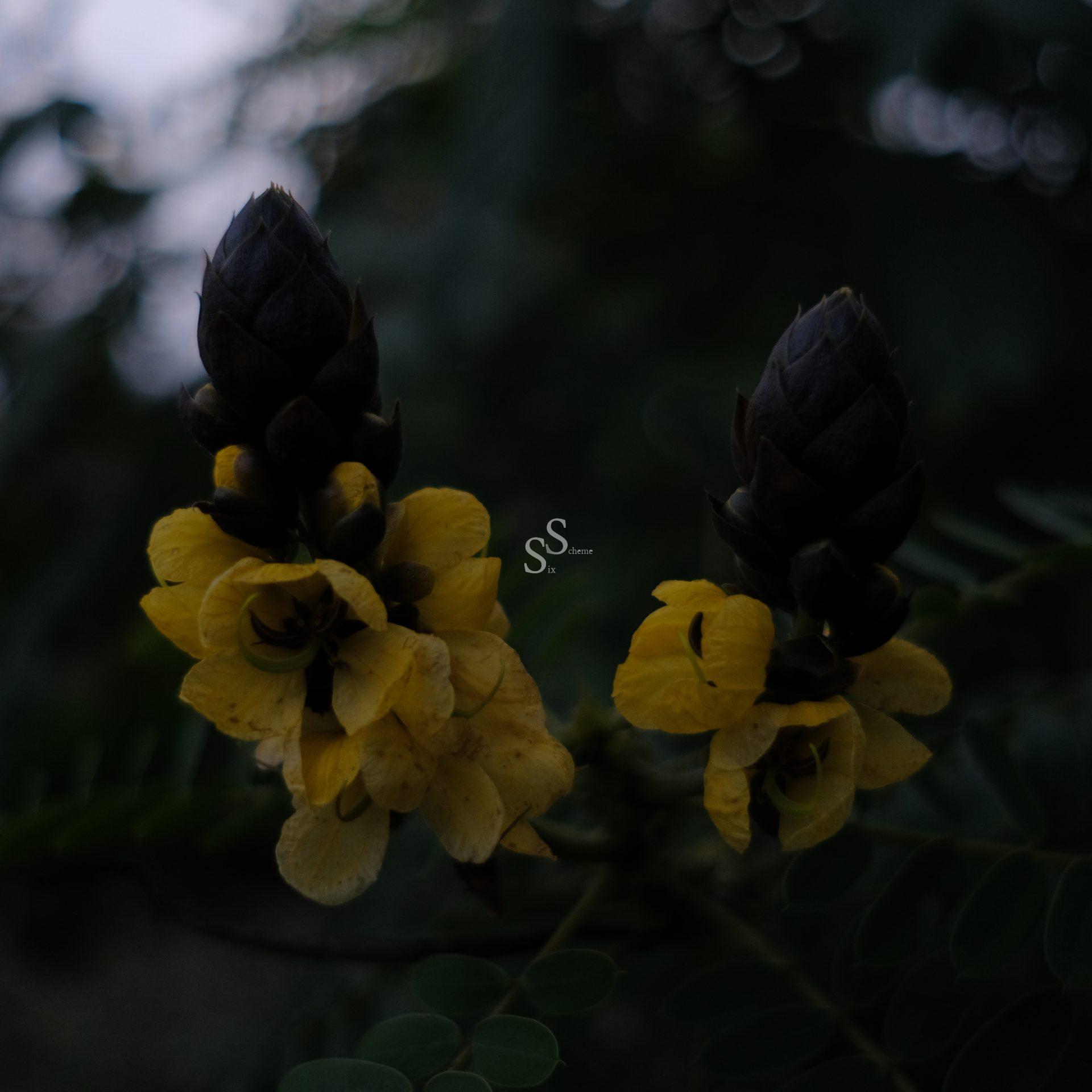 Two dark-tipped flower buds with bright yellow petals surrounded by green leaves, set against a dim, blurry background.
