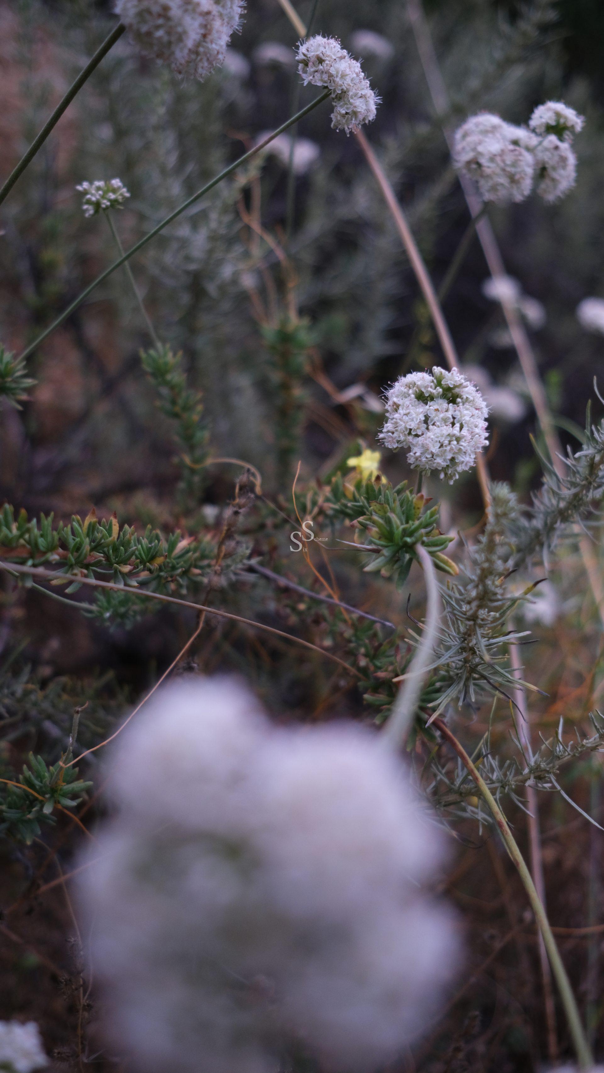 Close-up of white wildflowers with delicate, clustered petals set against green, spiky foliage. The background is softly blurred, highlighting the texture and details of the flowers in the foreground.