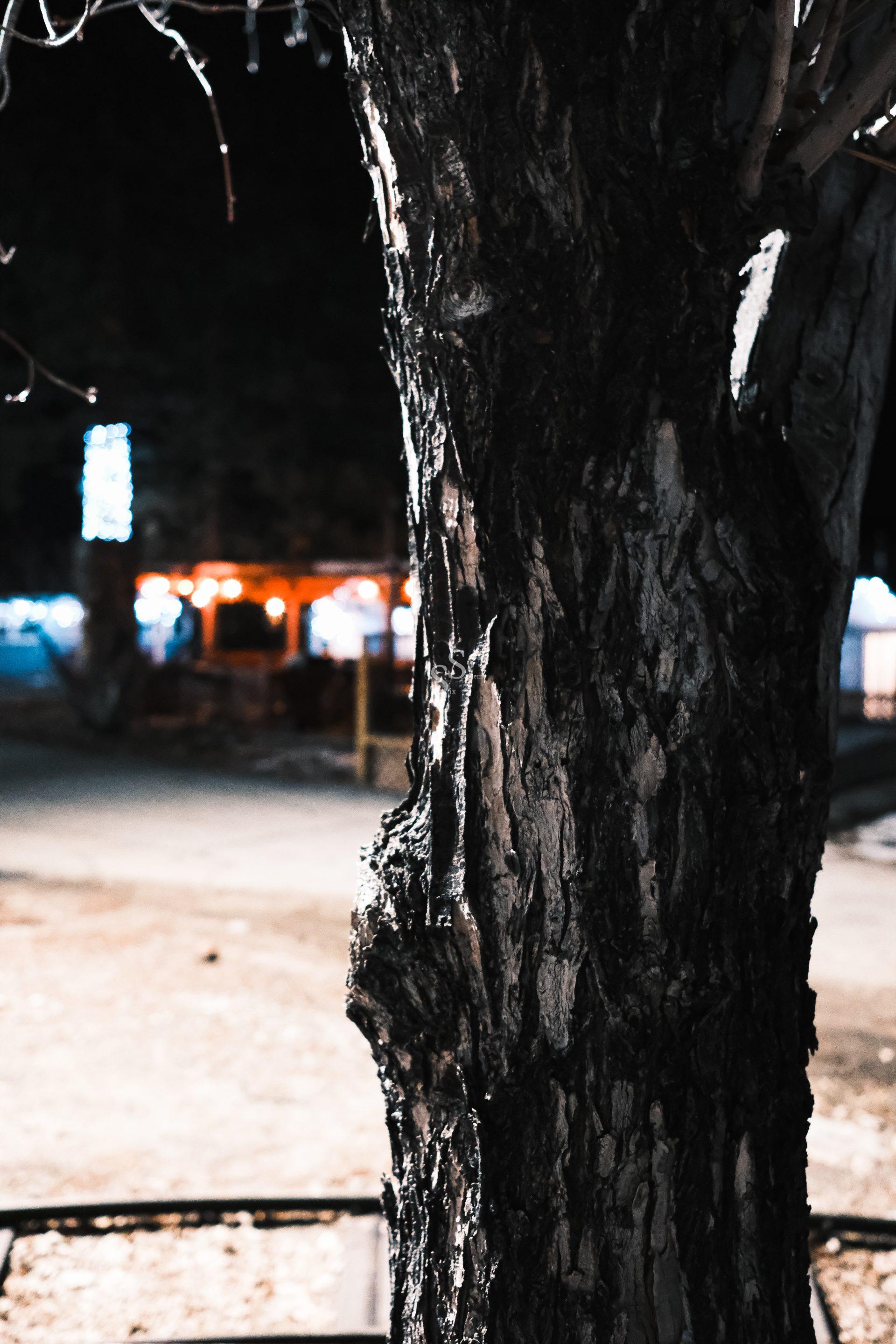 Close-up of a tree trunk at night, with rough textured bark in focus. In the blurred background, there are bright lights, including warm orange and blue, possibly from buildings or streetlights.