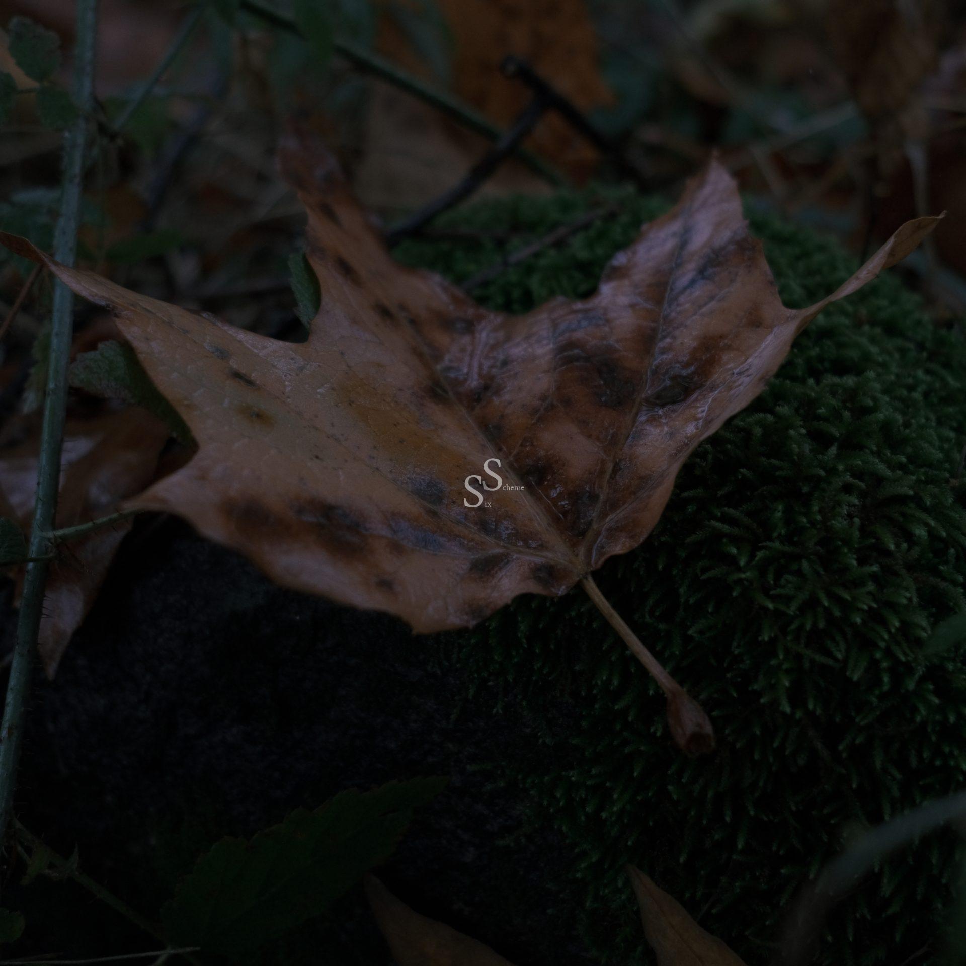 A dry, brown maple leaf rests on a bed of green moss, surrounded by grass and twigs in a natural outdoor setting.