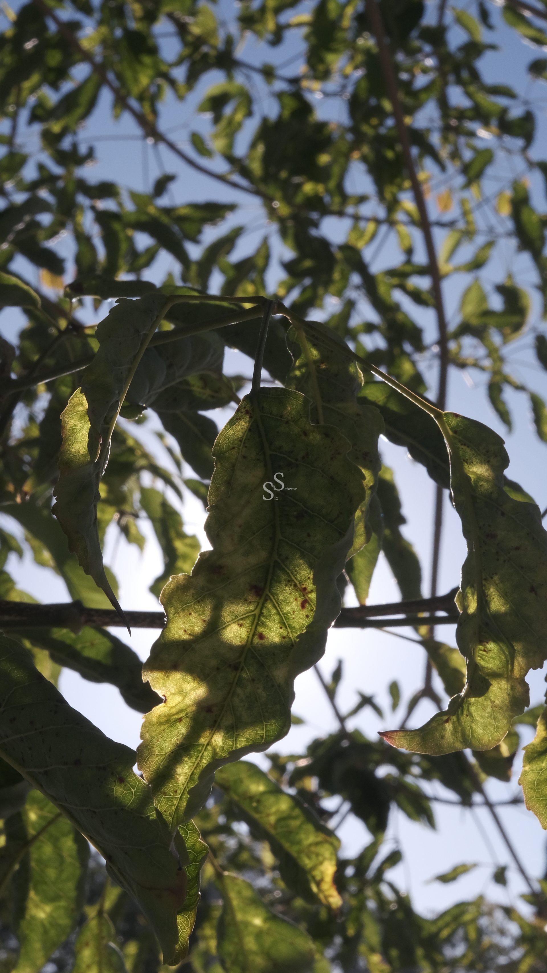 Close-up of sunlit green leaves with patches of brown, casting shadows against a bright blue sky in the background. The sunlight shines through the gaps in the leaves, highlighting their textures and edges.