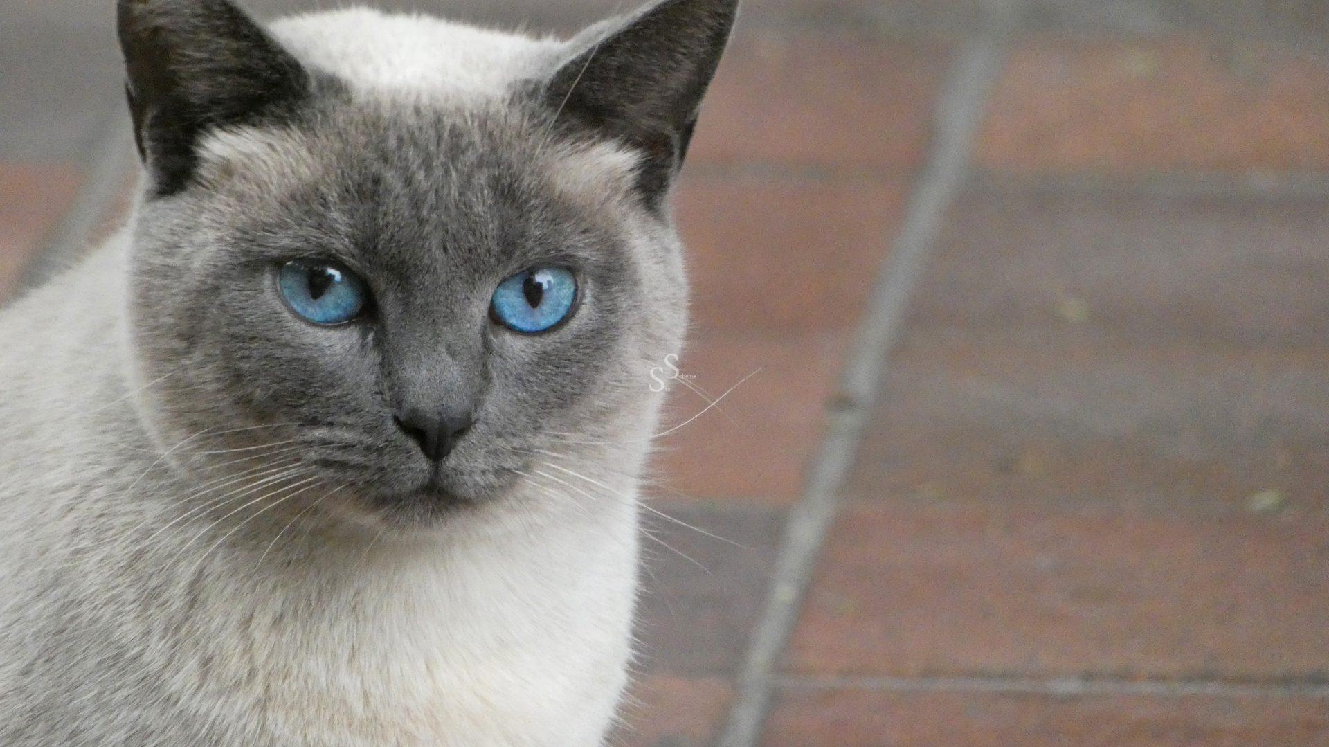 A Siamese cat with striking blue eyes and a gray face looks directly at the camera, sitting on a surface with reddish-brown tiles in the background.