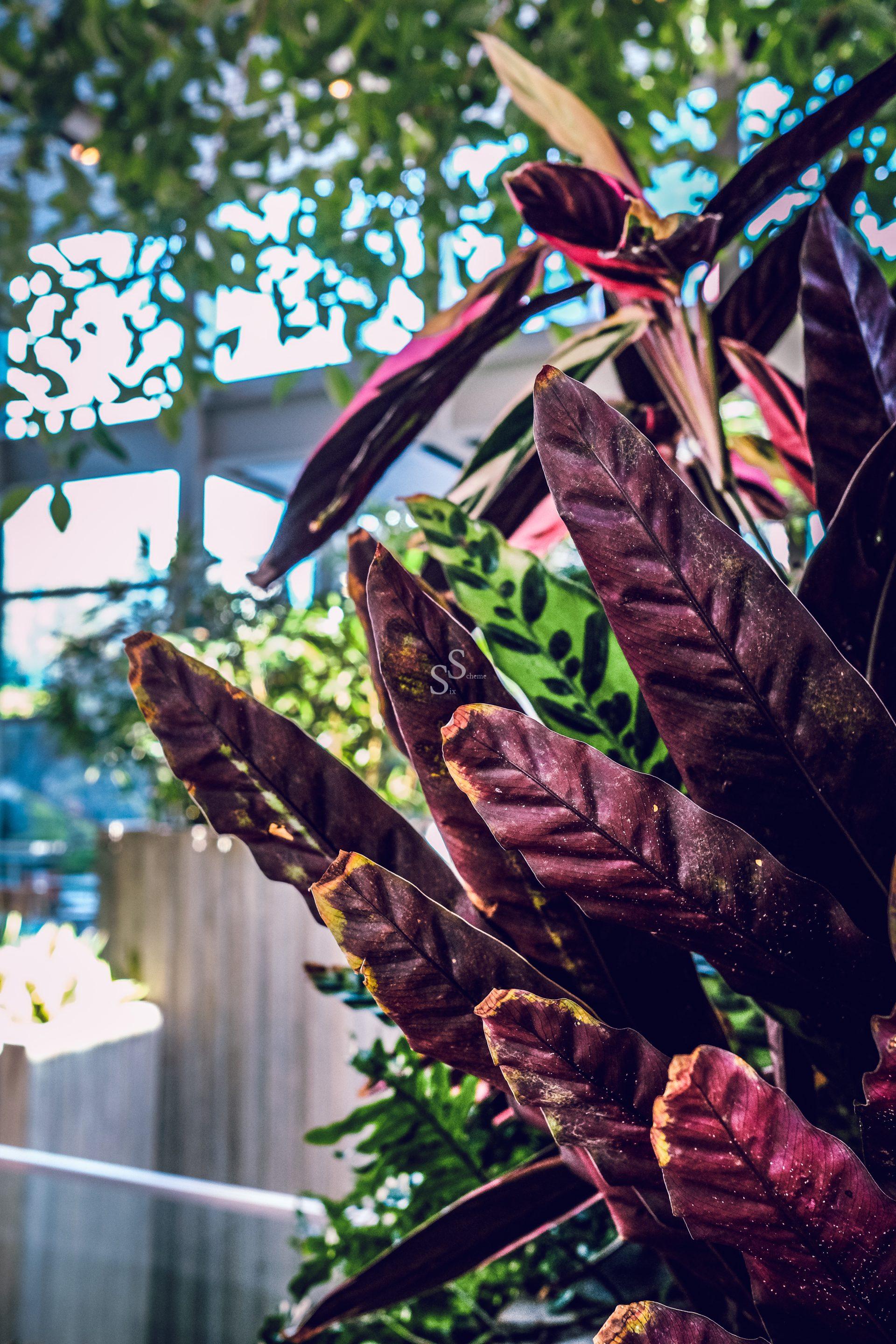 Purple and green tropical leaves are in sharp focus, with sunlight streaming through a modern glass building and leafy trees in the blurred background.