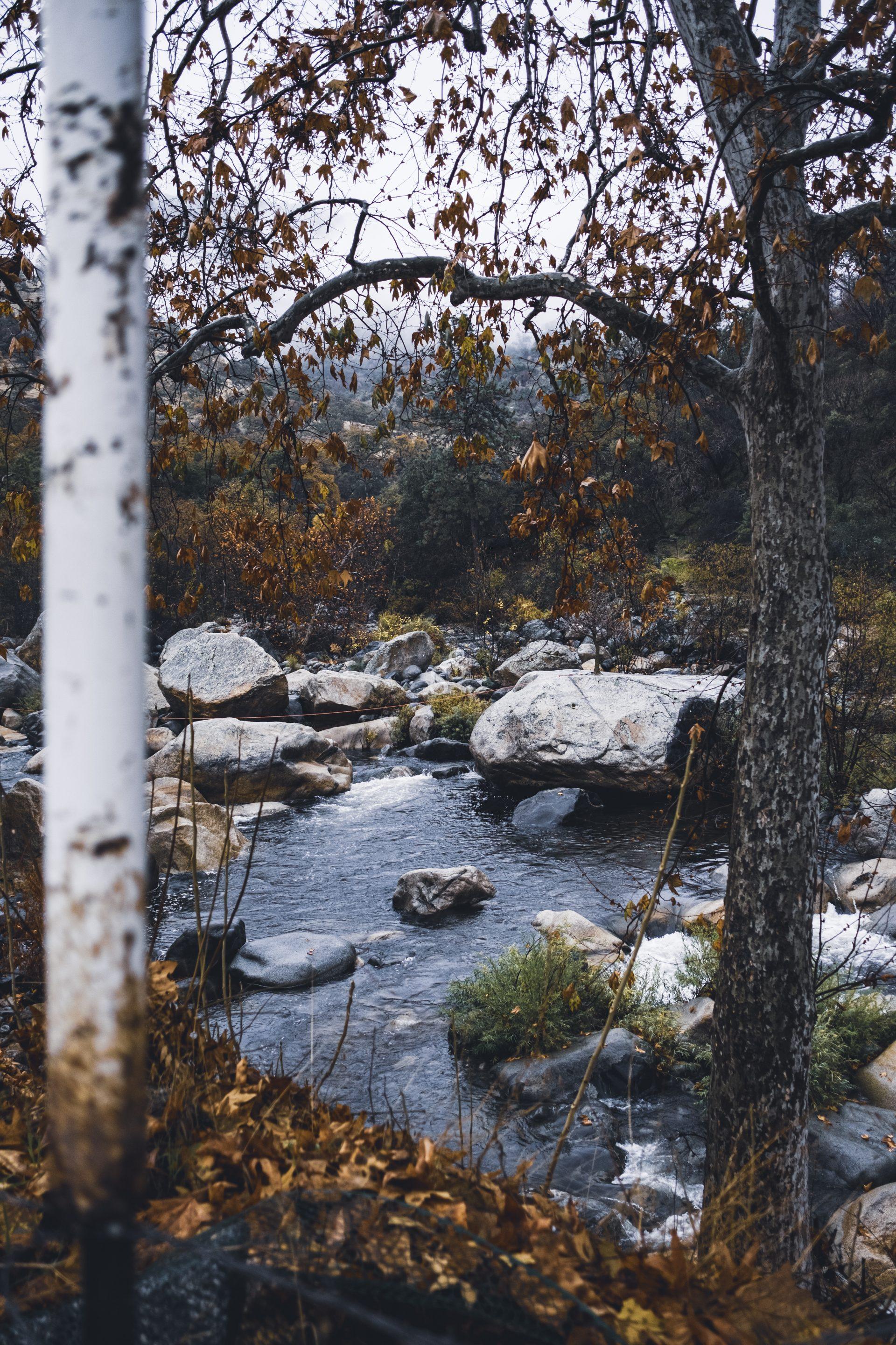 A river with large rocks runs through a forest of trees with brown autumn leaves. The scene is framed by tree trunks and a white pole on the left. The atmosphere is misty and serene.