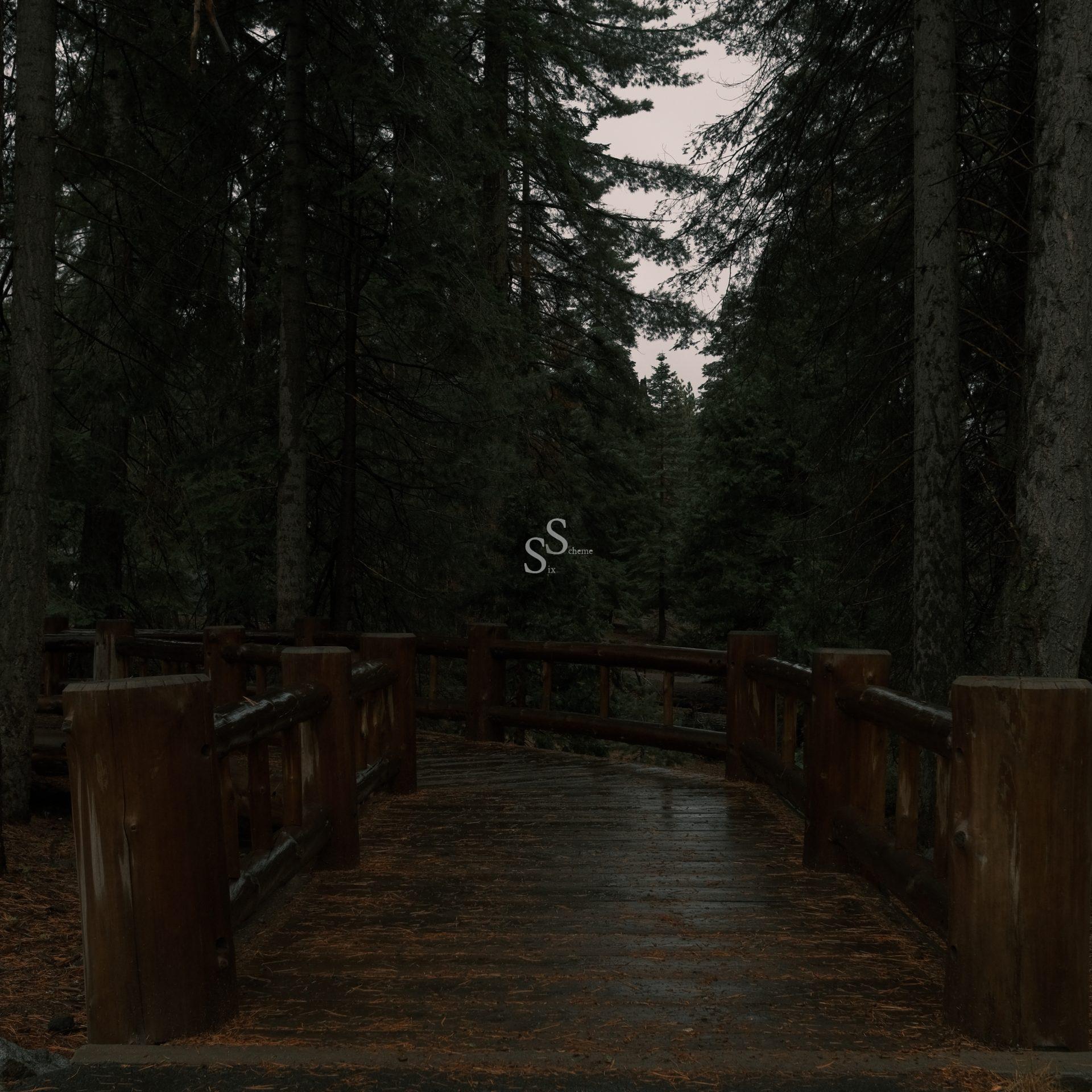 A wooden bridge with railings surrounded by tall, dense trees in a forest. The scene is dimly lit, with fallen leaves scattered on the bridge and a moody, overcast sky above.
