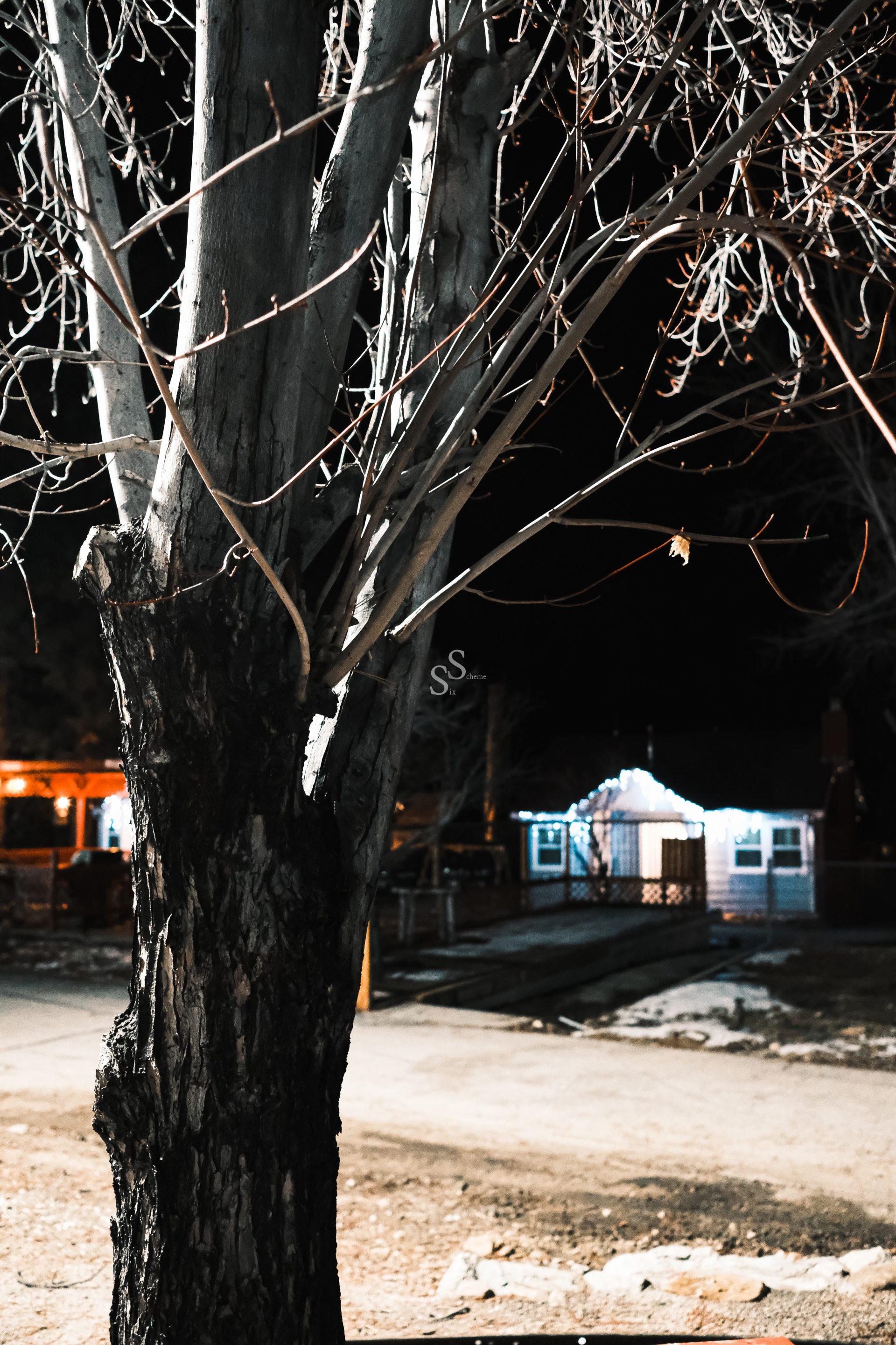 A leafless tree stands in the foreground at night, with a small house decorated with white string lights visible in the background. The ground is bare, and the scene is illuminated by artificial lighting.
