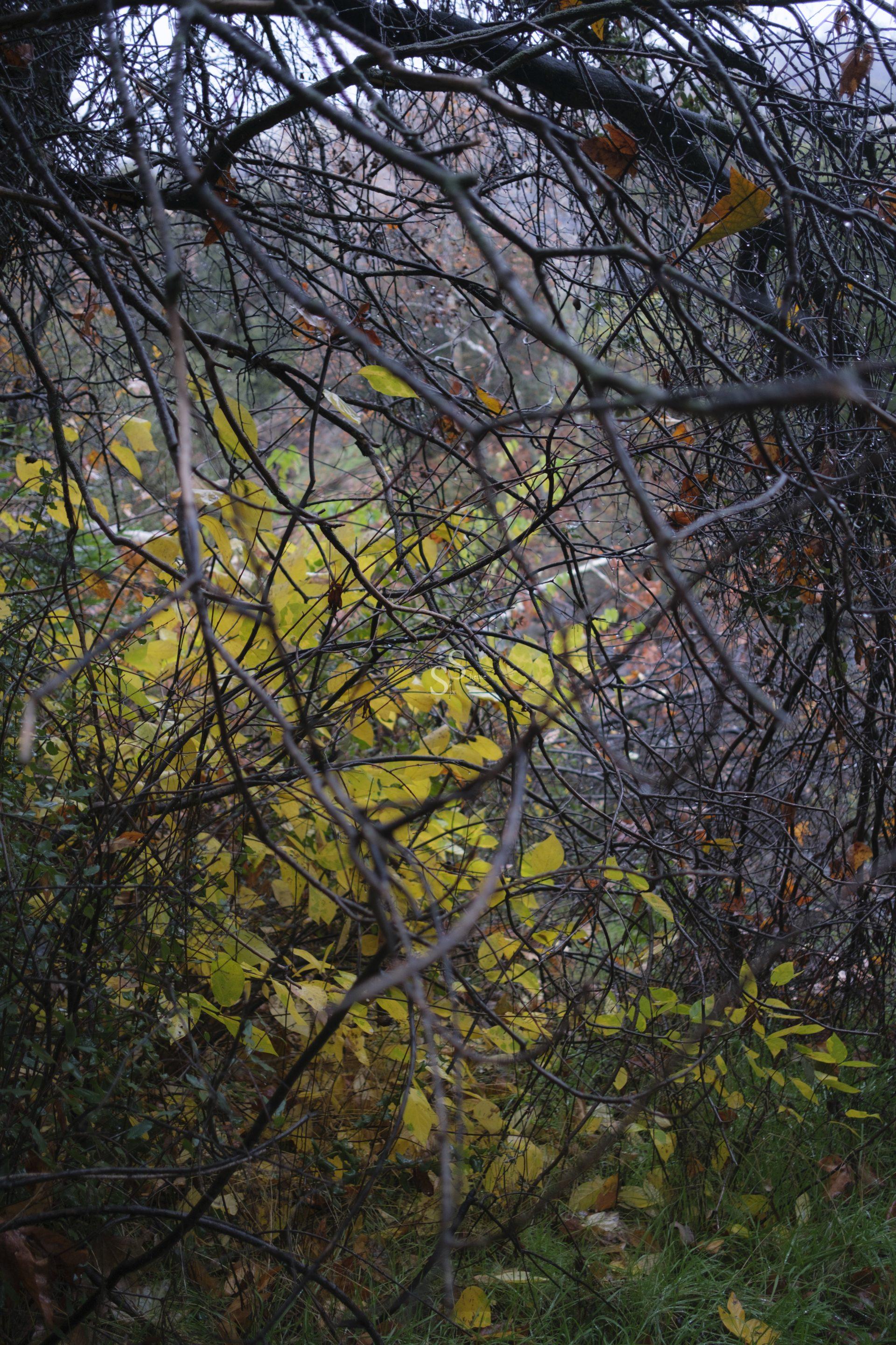 A tangle of bare, dark branches frames a patch of yellow autumn leaves and green grass under an overcast sky, creating a contrast between the sparse trees and the vibrant foliage below.