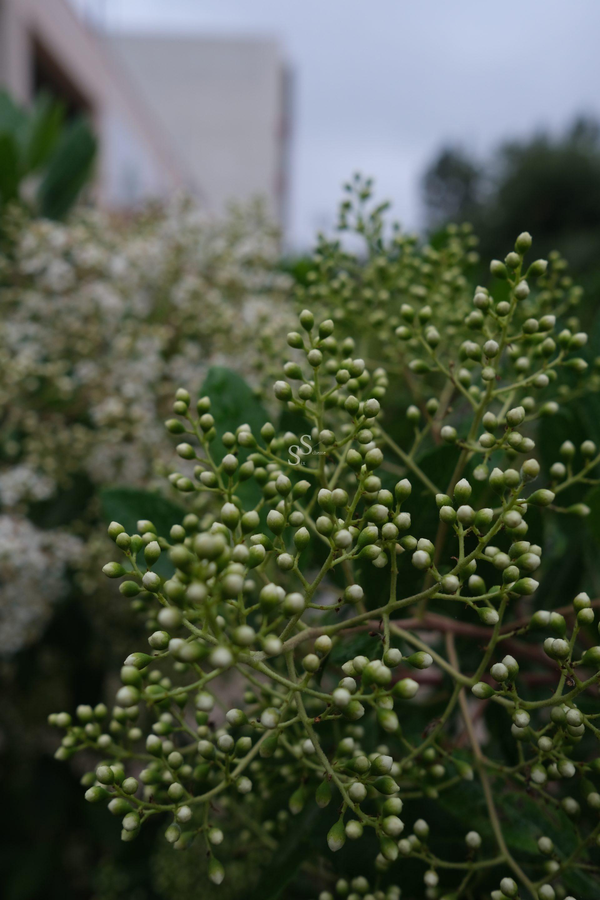 Close-up of a cluster of green, round flower buds on a bush, with blurred leaves and an out-of-focus building in the background under a cloudy sky.
