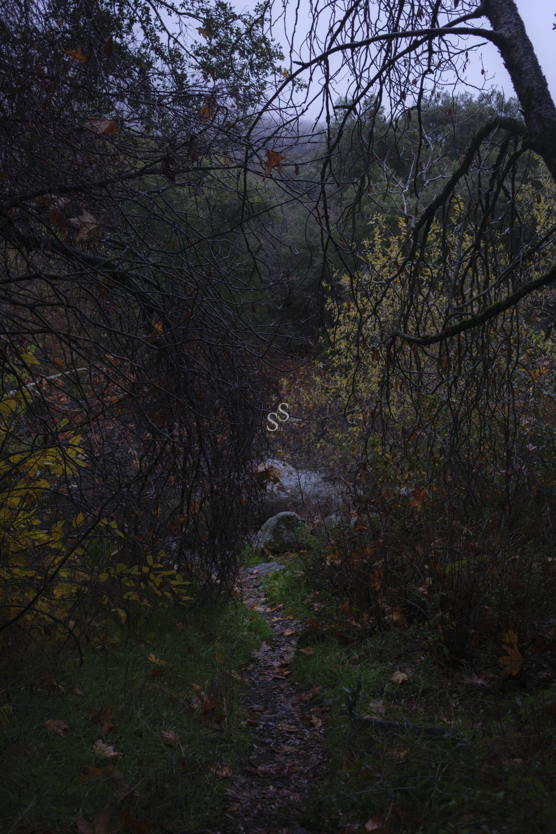 A narrow dirt path winds through dense, dark trees and bushes, with overhanging branches and dim, moody light. Fallen leaves and patches of green grass are visible along the trail.