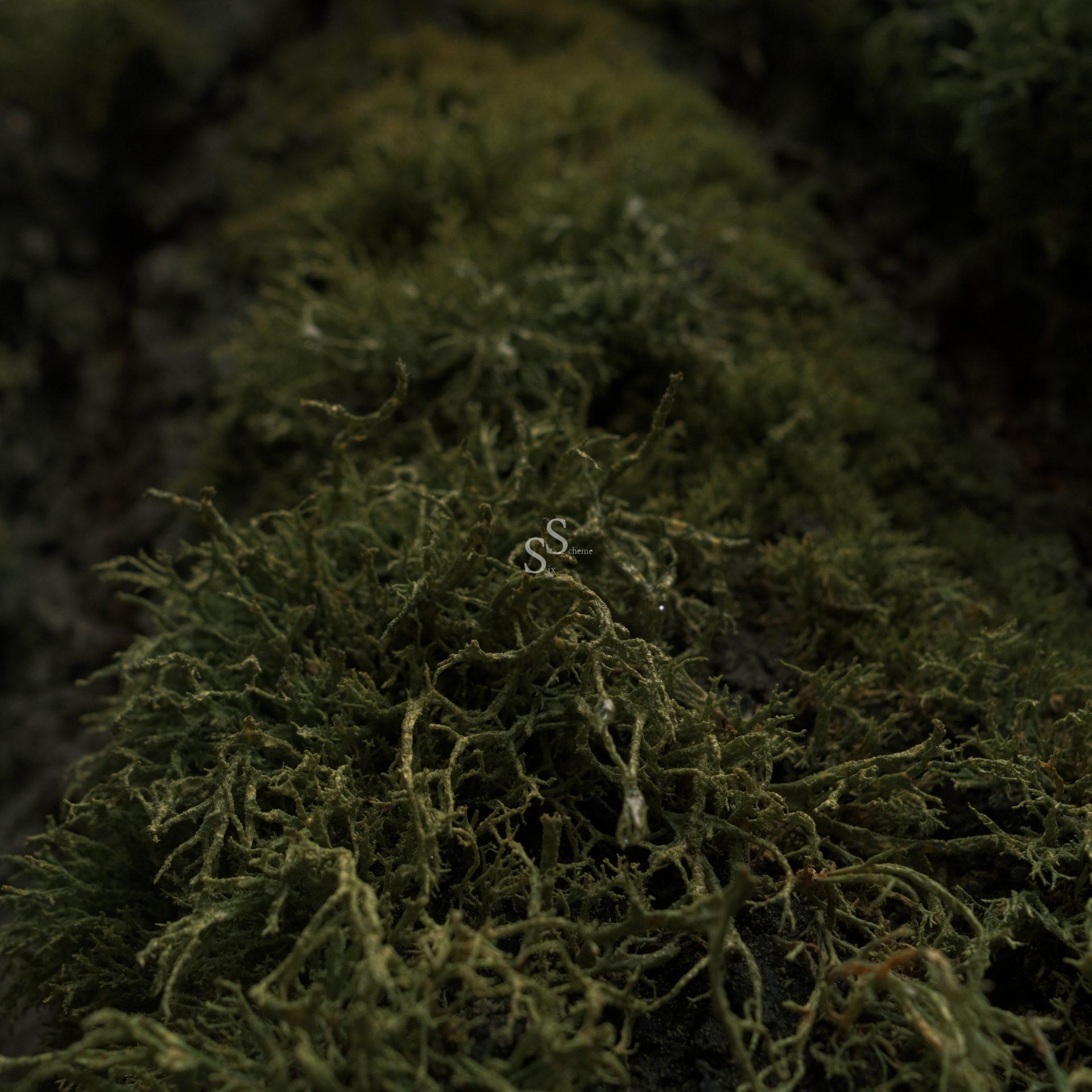 Close-up of green moss growing densely on a surface, with soft focus and natural lighting creating a lush, textured appearance. The image emphasizes the intricate details of the moss.