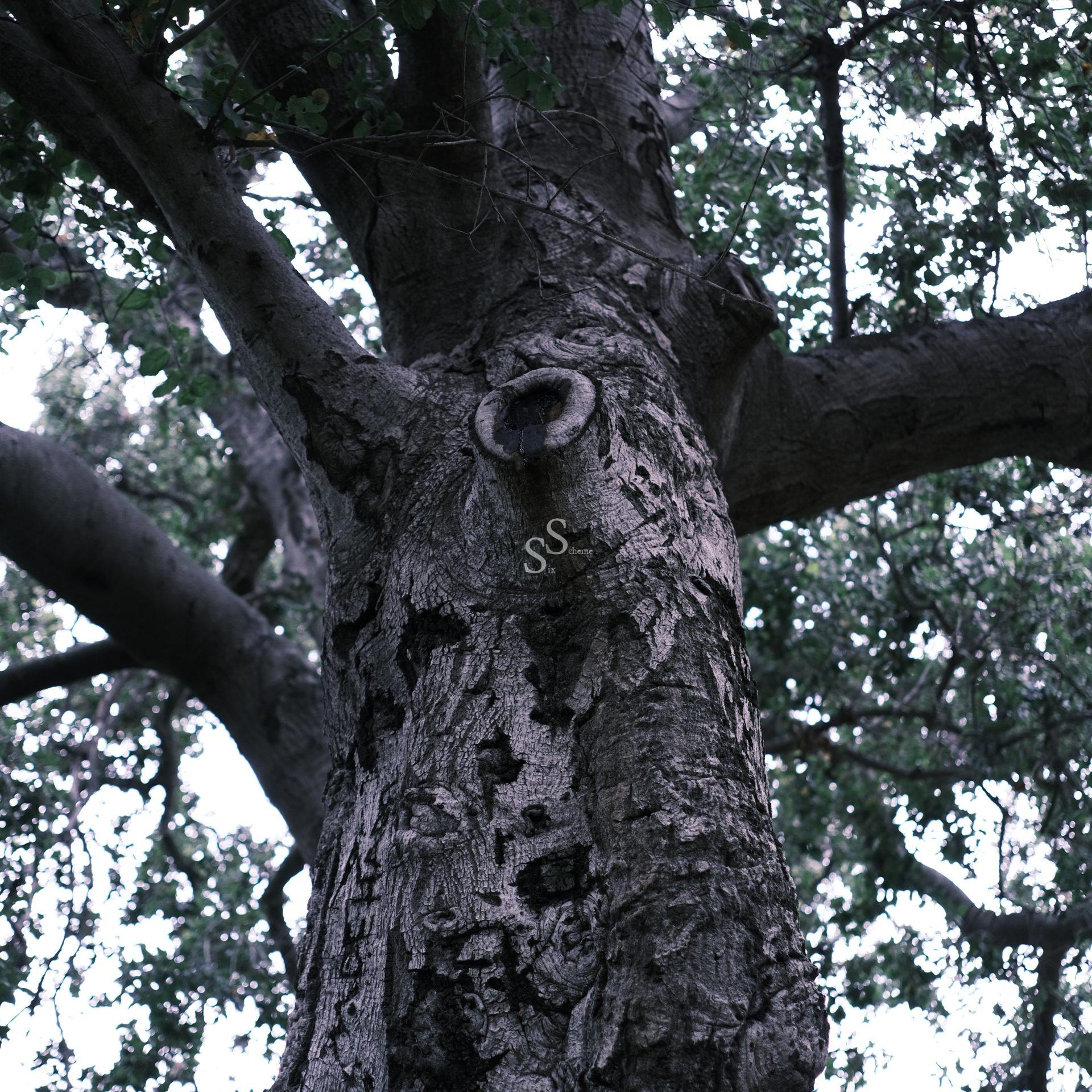 Close-up view of a large, rough tree trunk with a knot in the center, looking upward into the branches and leafy canopy silhouetted against a bright sky.