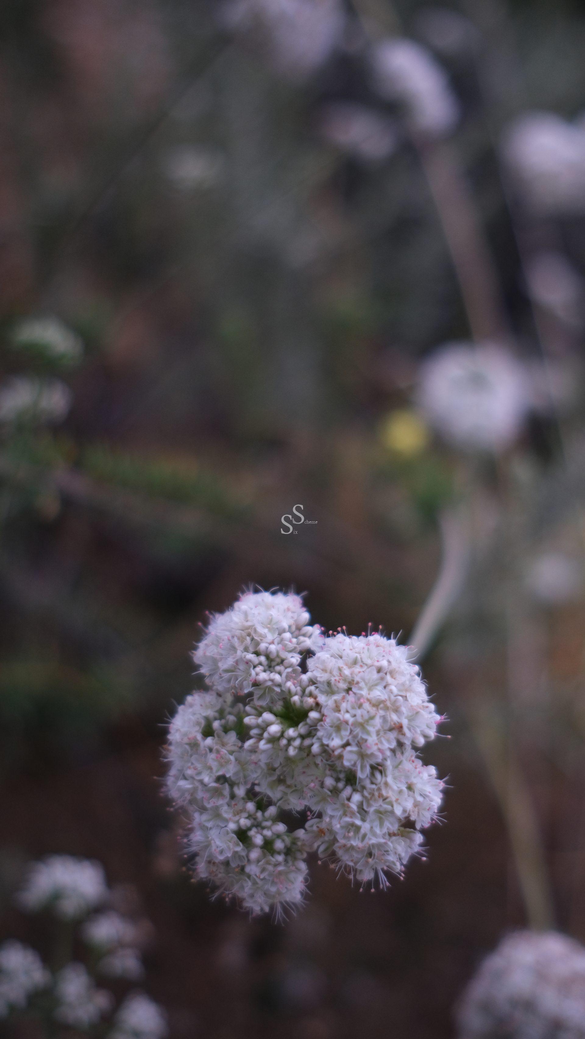 Close-up of a cluster of small, delicate white flowers with thin stems, set against a blurry, dark green and brown natural background.